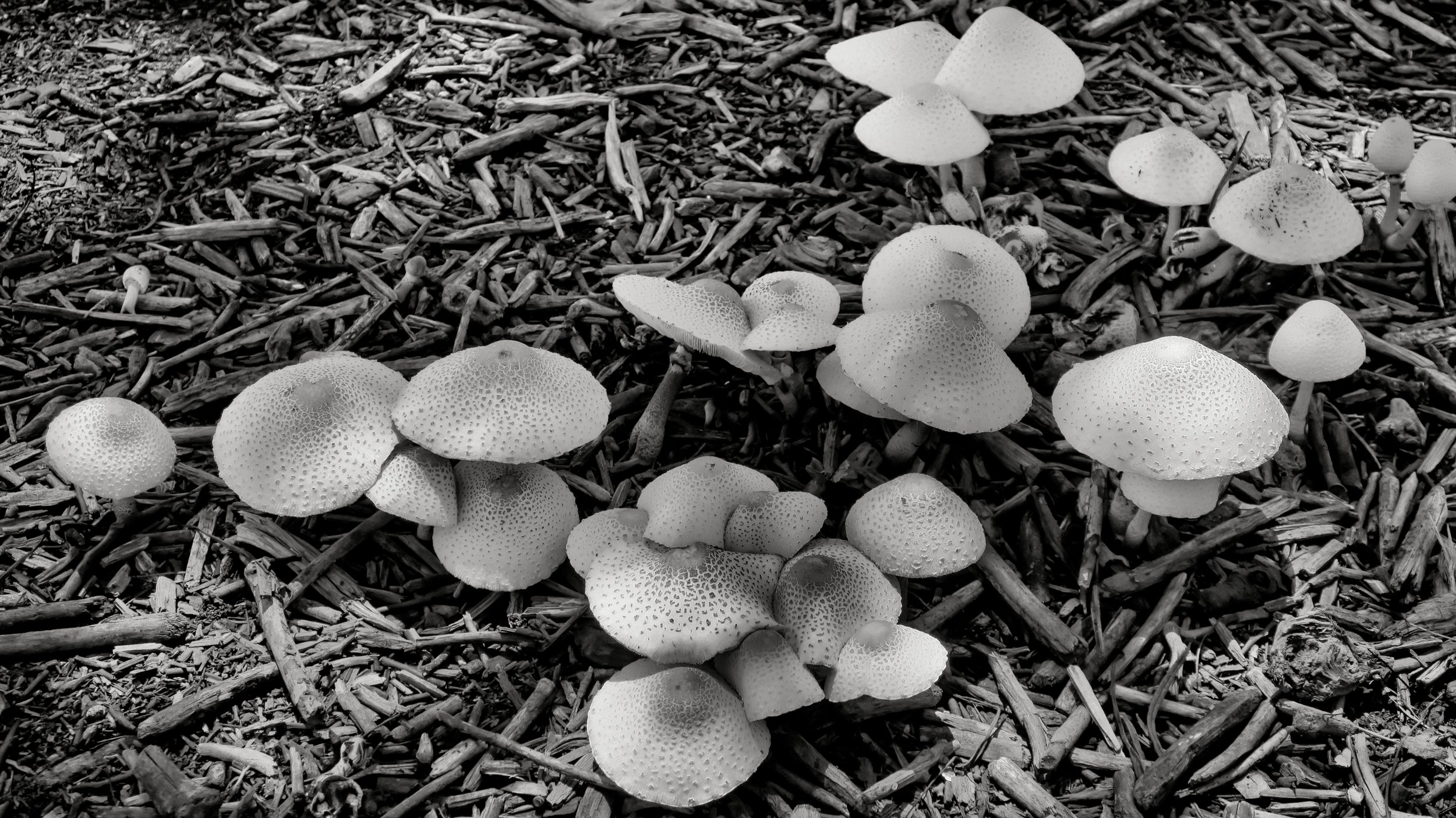 20190725 - 10_Nik_DxO.jpg