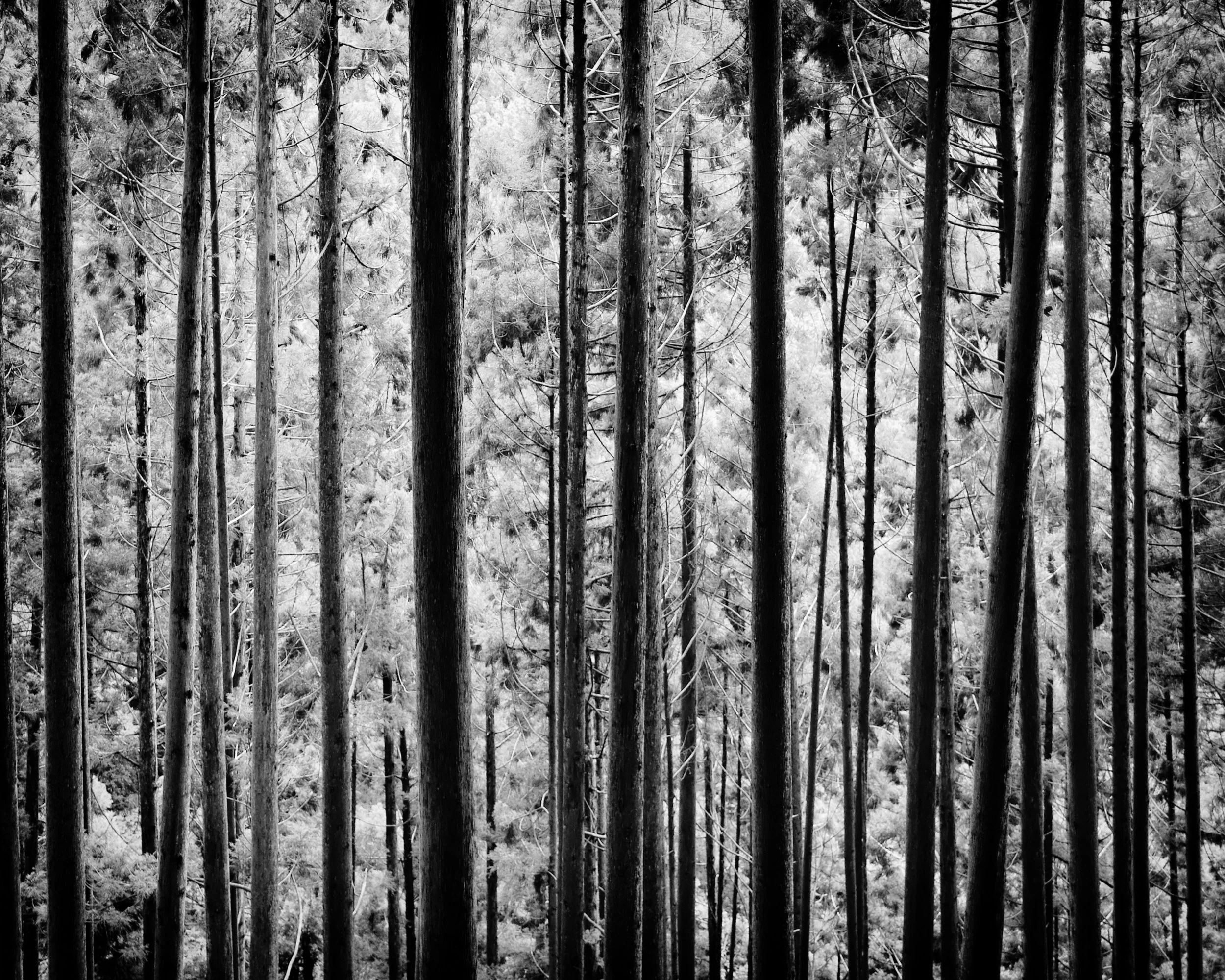 20190715 - 80_Nik-SEP_DxO.jpg