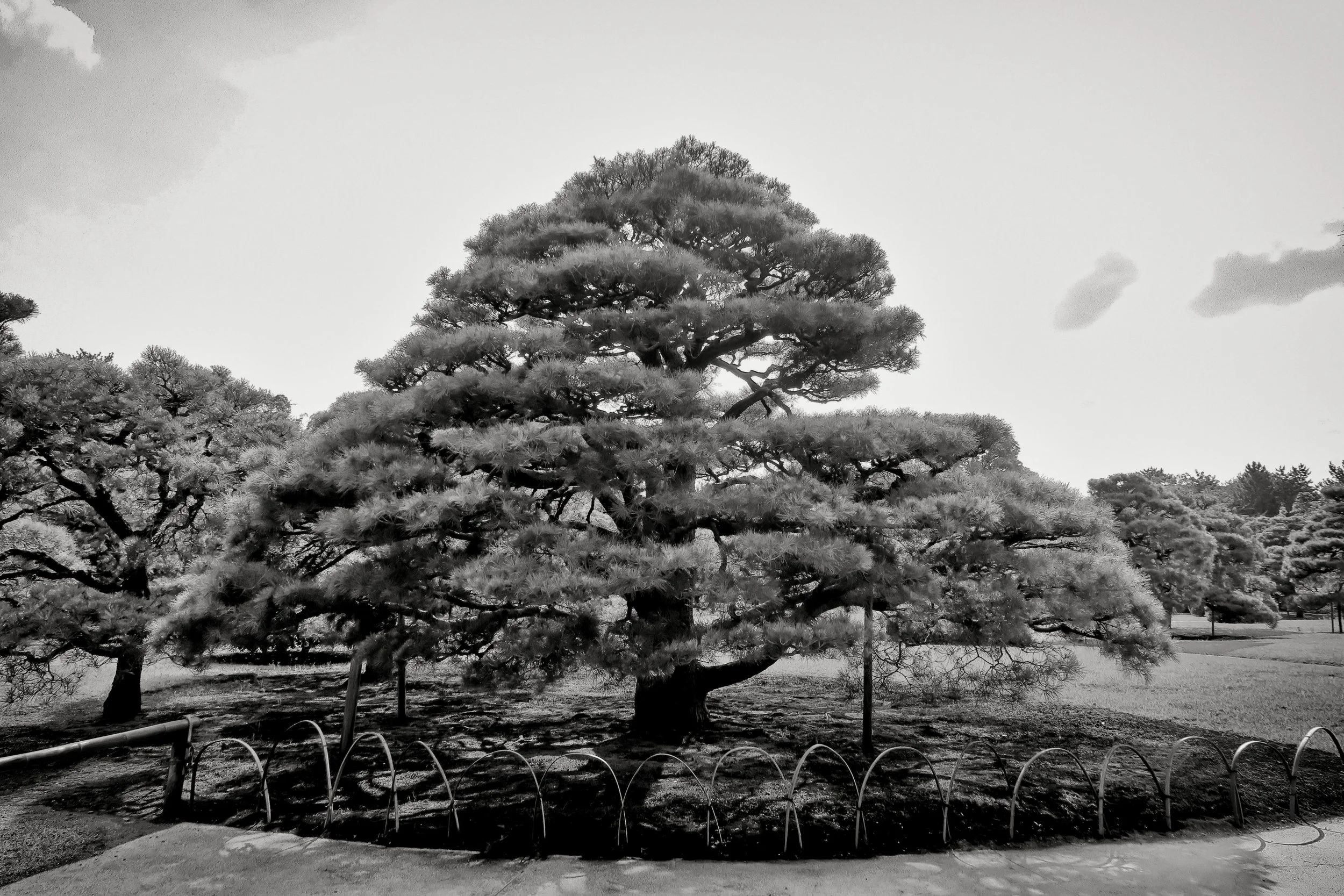 20190717 - 190_Nik_DxO.jpg