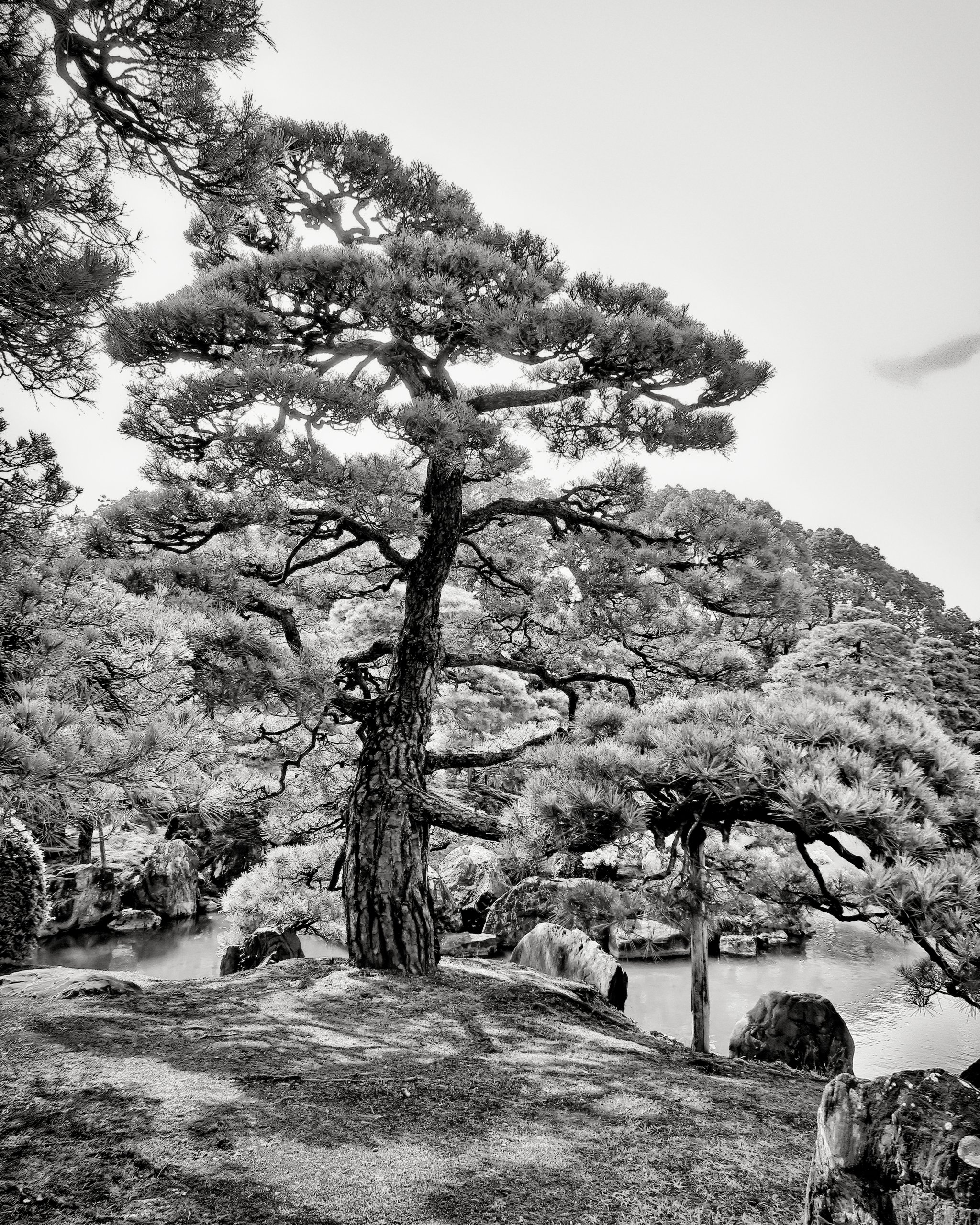 20190717 - 203_Nik_DxO.jpg