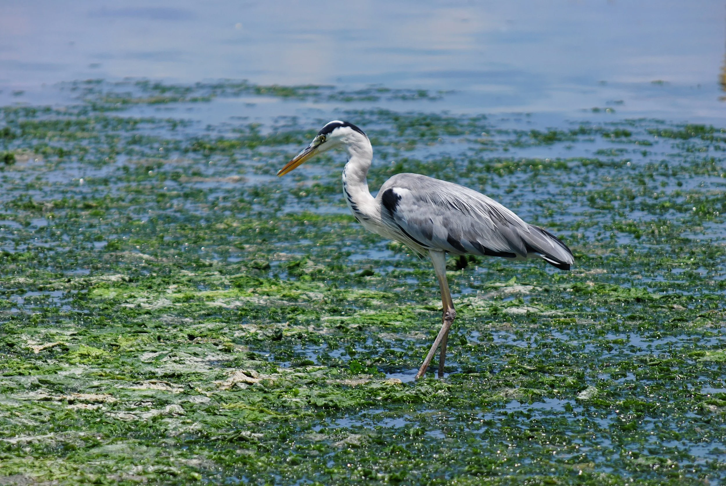 20190726 - 39_DxO.jpg