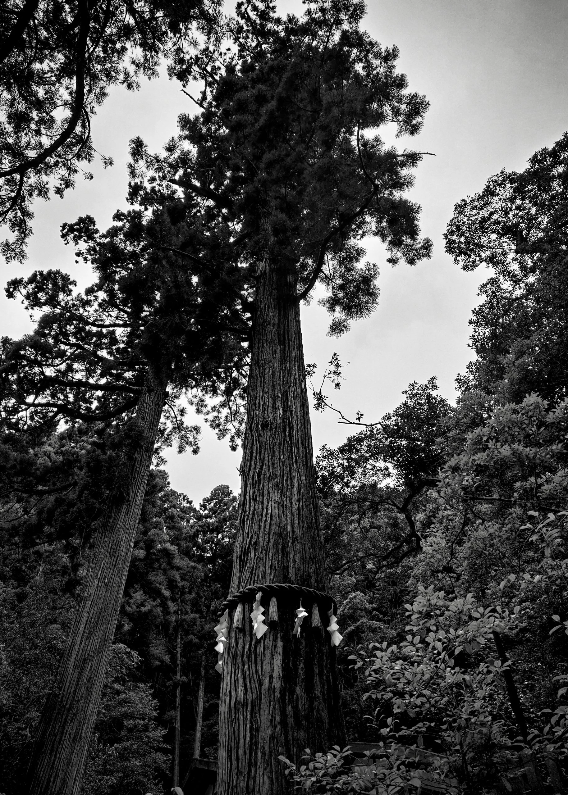 20190715 - 29_Nik_DxO.jpg