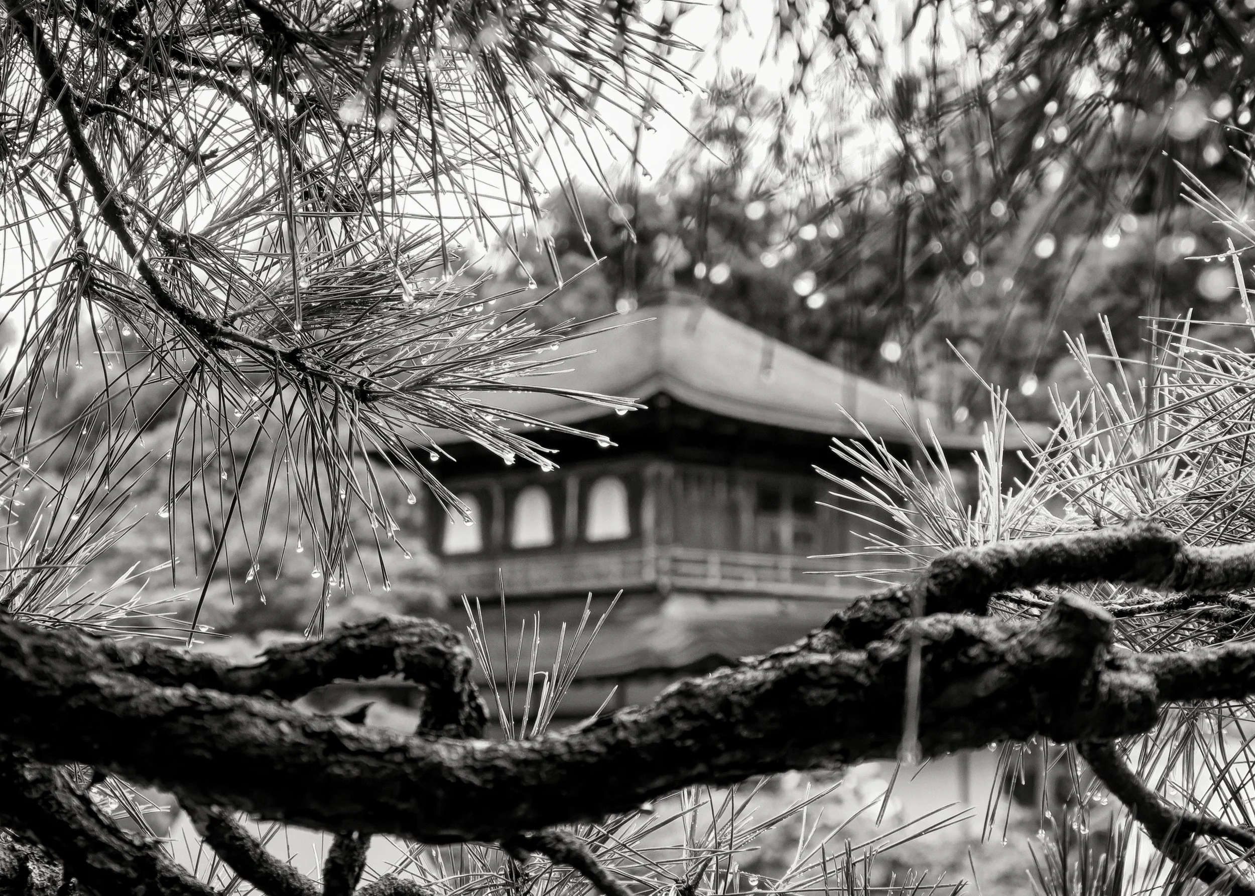 20190719 - 45_Nik_DxO.jpg