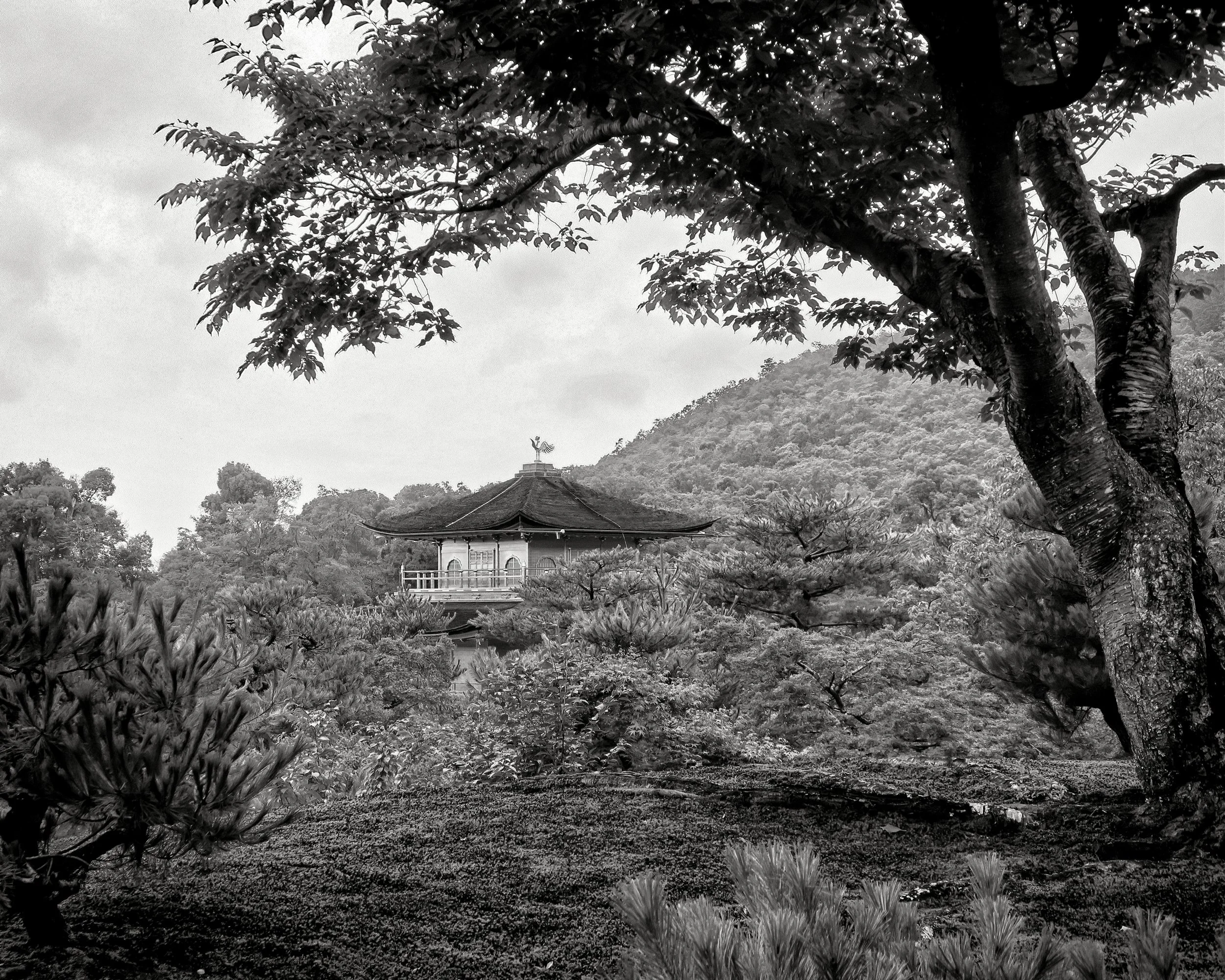 20190718 - 269 copy copy_Nik_DxO.jpg