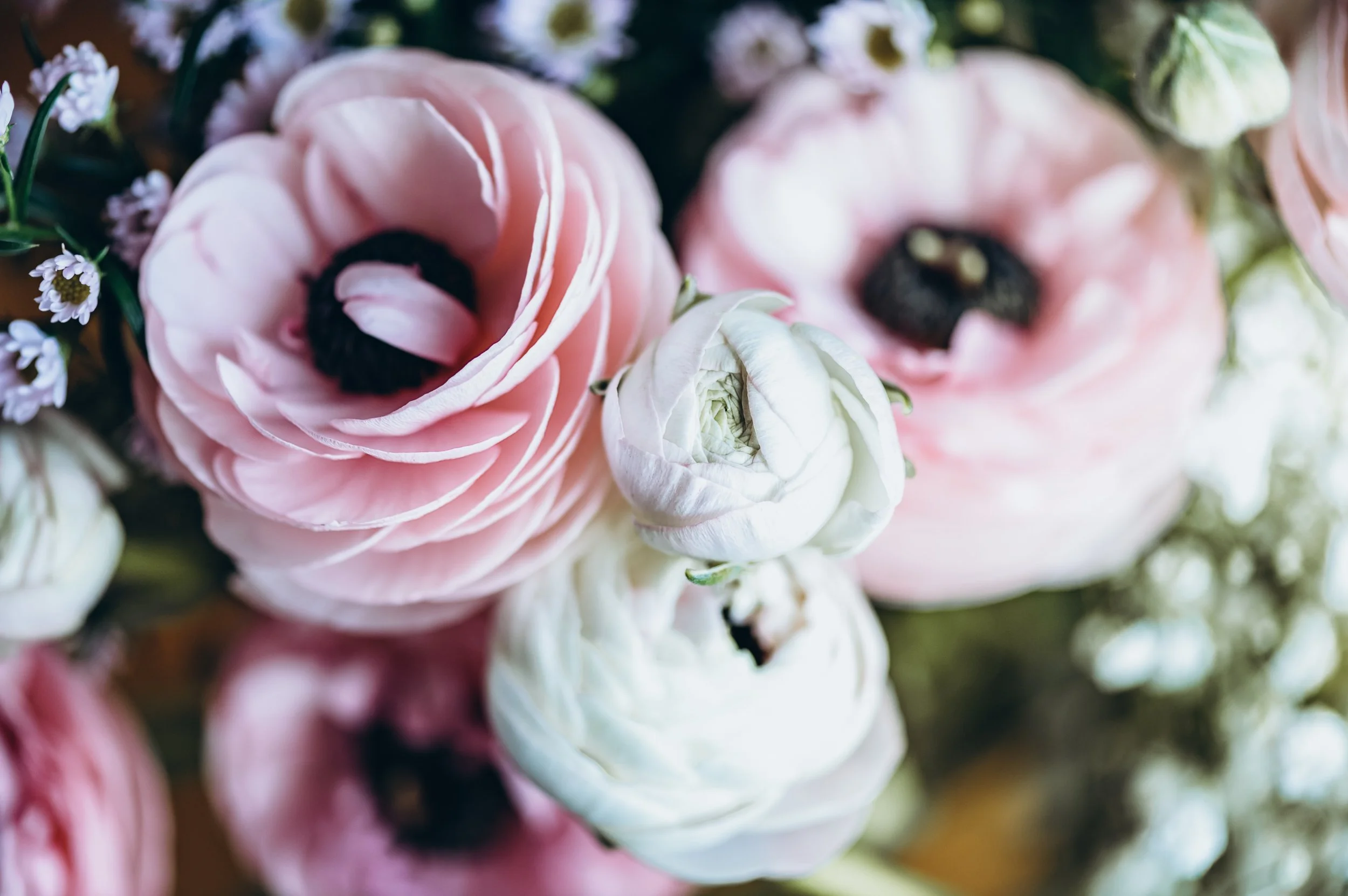 tender-ranunculus-flowers-2023-11-27-05-07-55-utc.jpg
