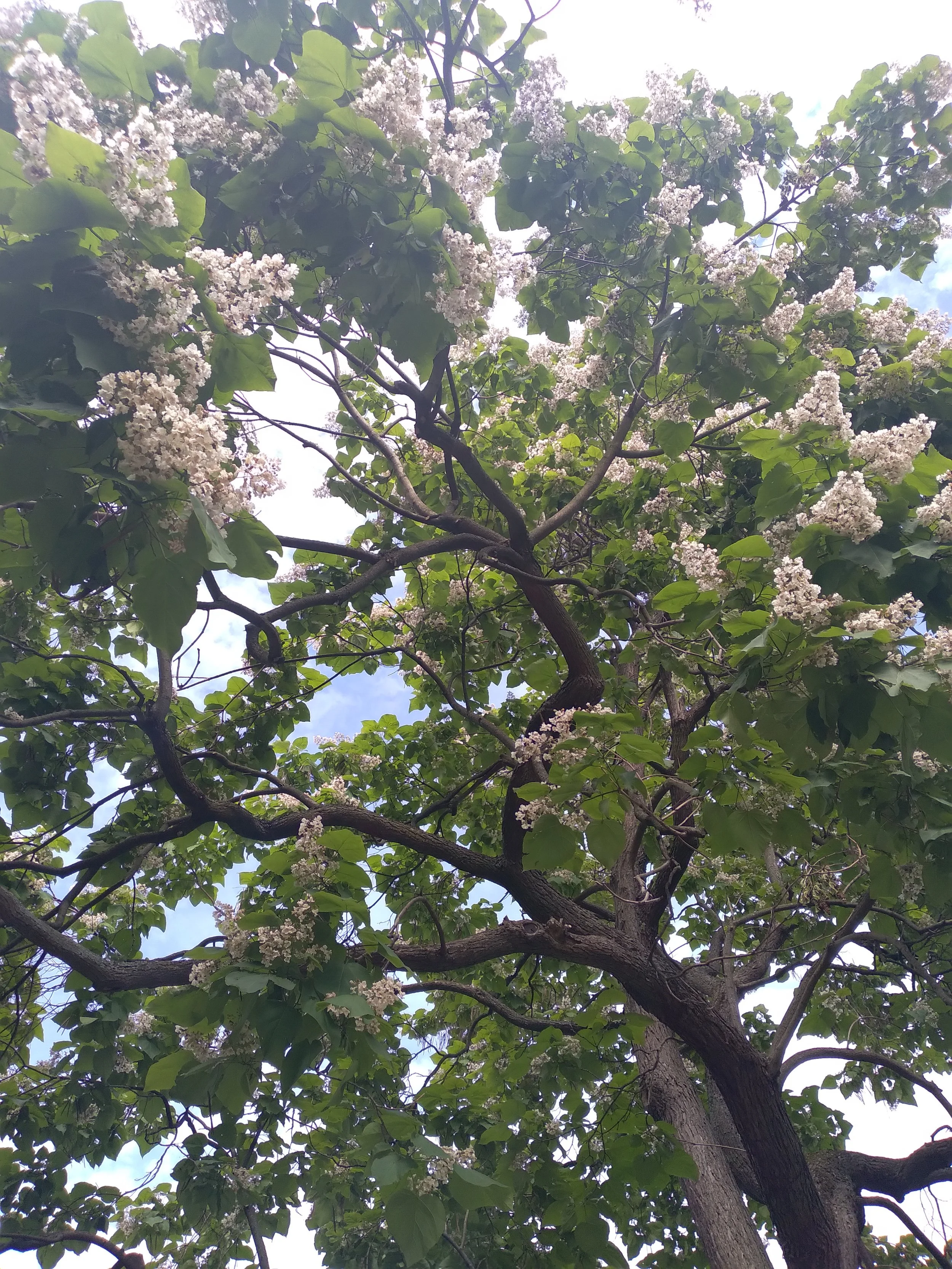 Tree with green leaves and white flowers, with a cloudy sky in the background.