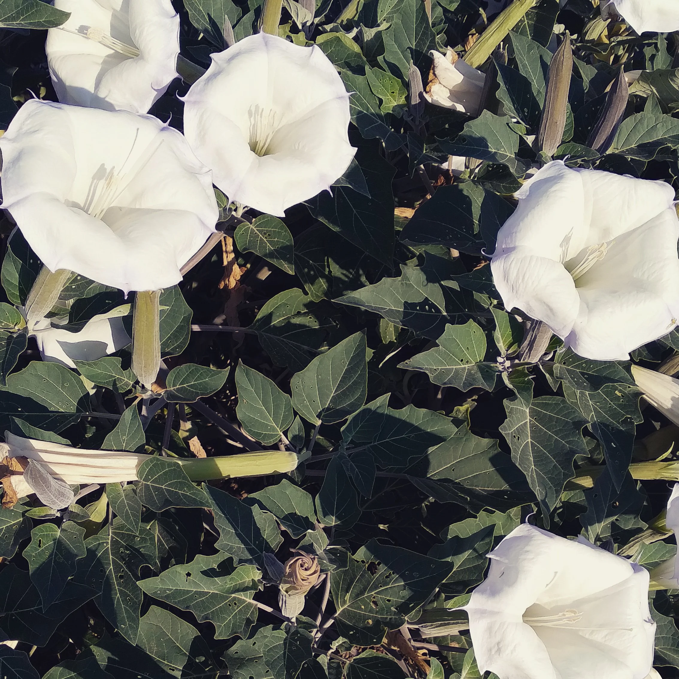 Healing Energy of Datura, a plant that supports deep shadow healing and illumination