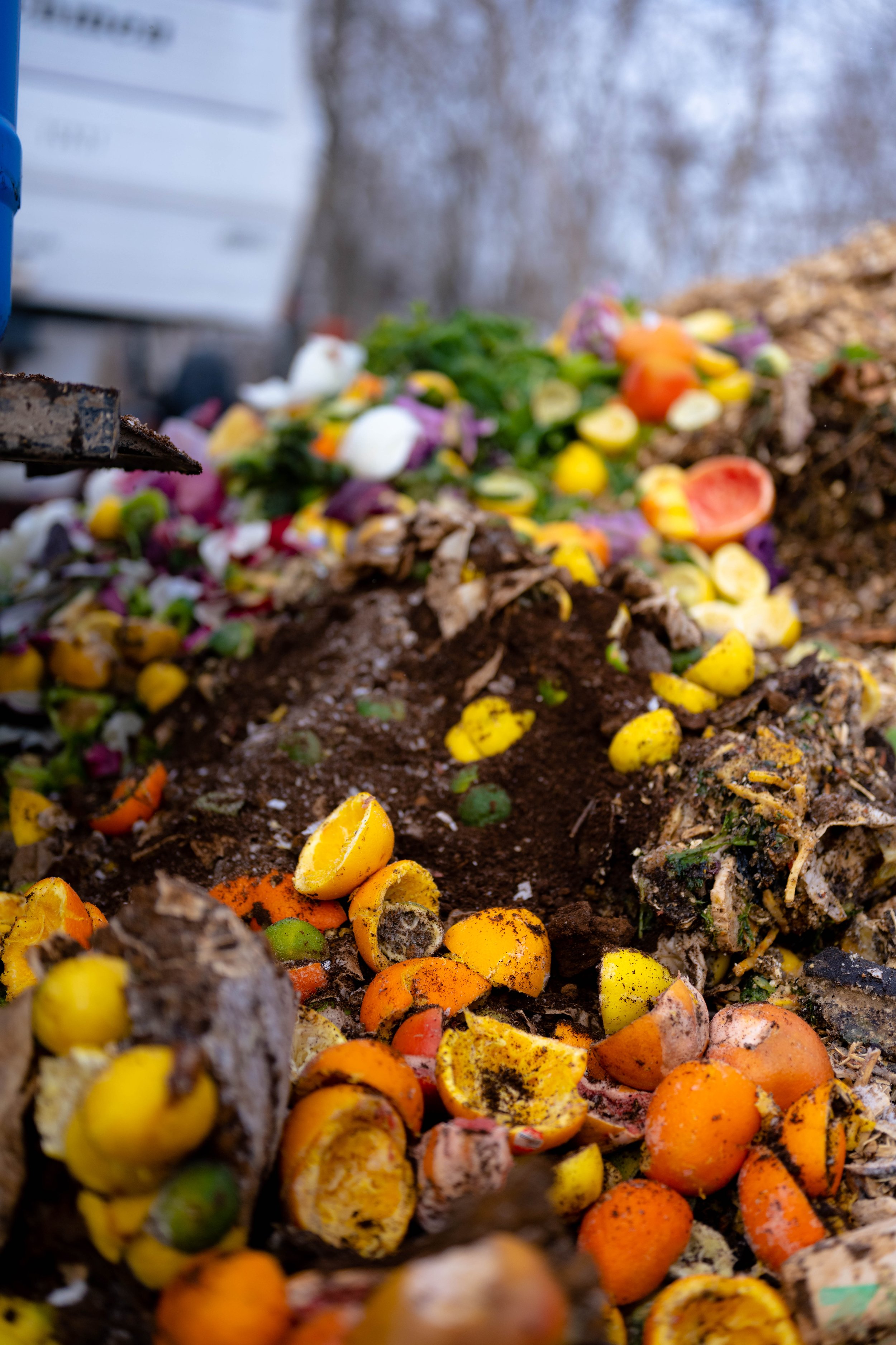 Beyond the Landfill: Three Unique Solutions for Food Scraps