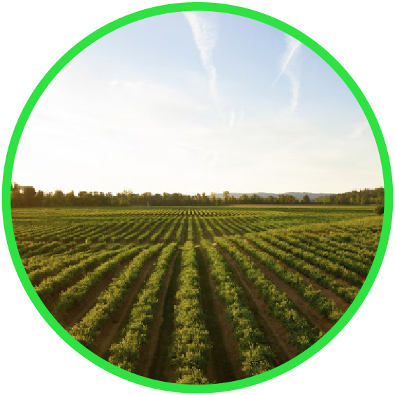 AGRICULTURAL WASTE