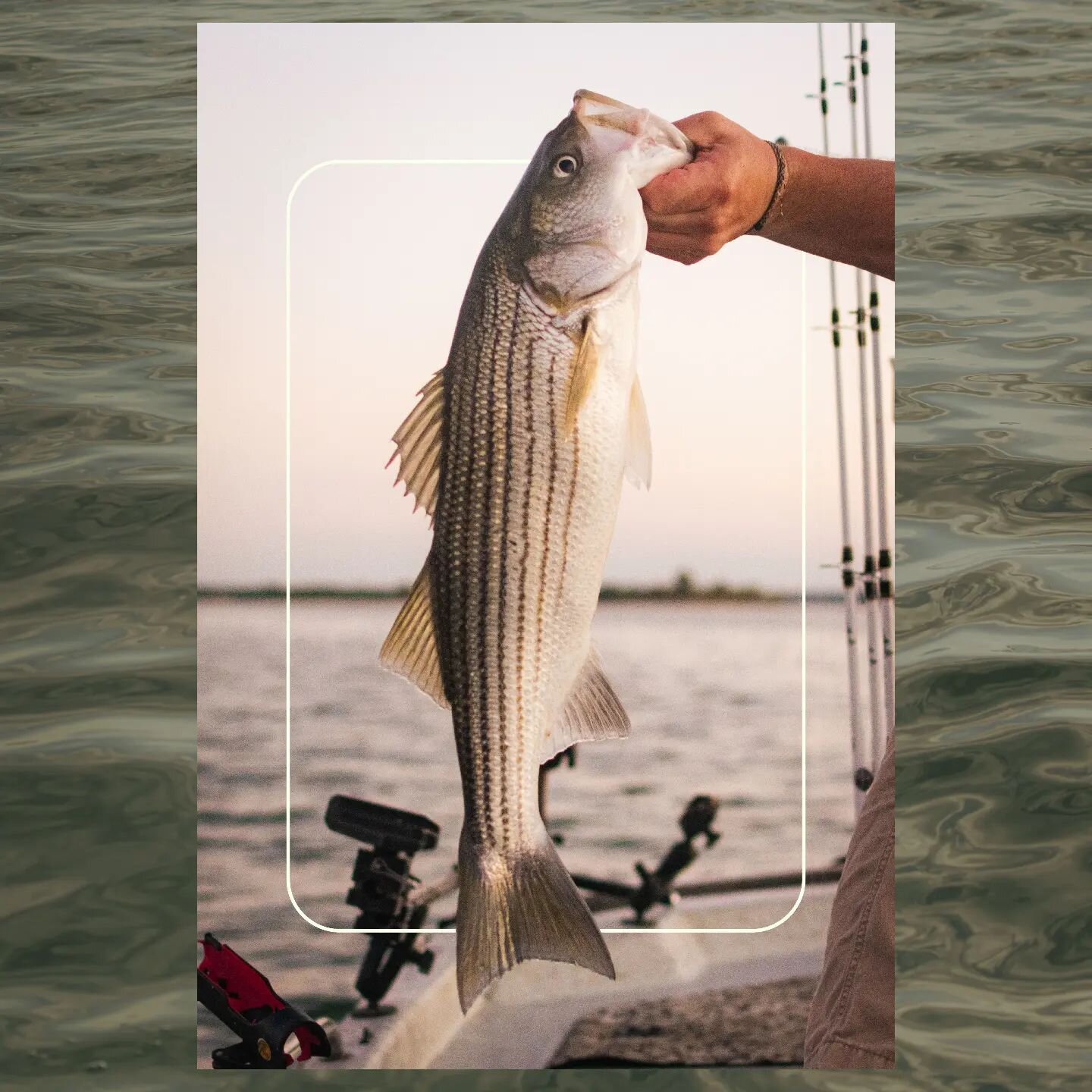 Do your weekend plans look this good? Now booking spring/summer striped bass fishing trips on Lake Texoma 🎣

(580) 352 - 4223
Goodtimesfishingco.com

#GoodTimesFishingCo #LakeTexoma #OklahomaFishing #OklahomaFishingTrail #OklahomaStateParks #Fishing