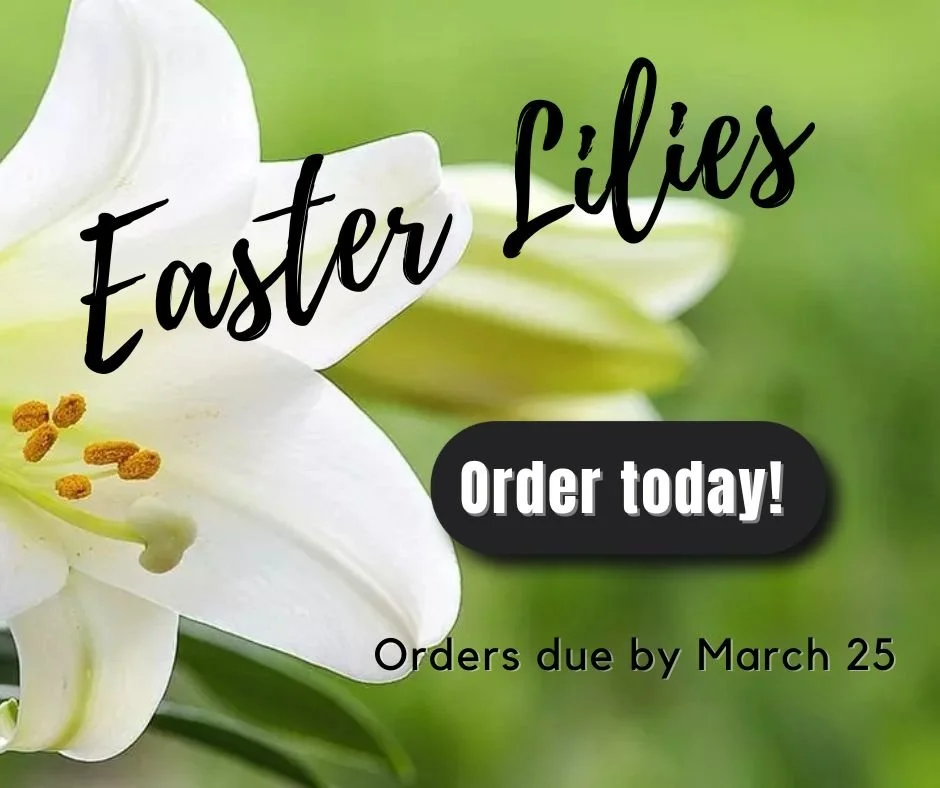 Easter Lilies
