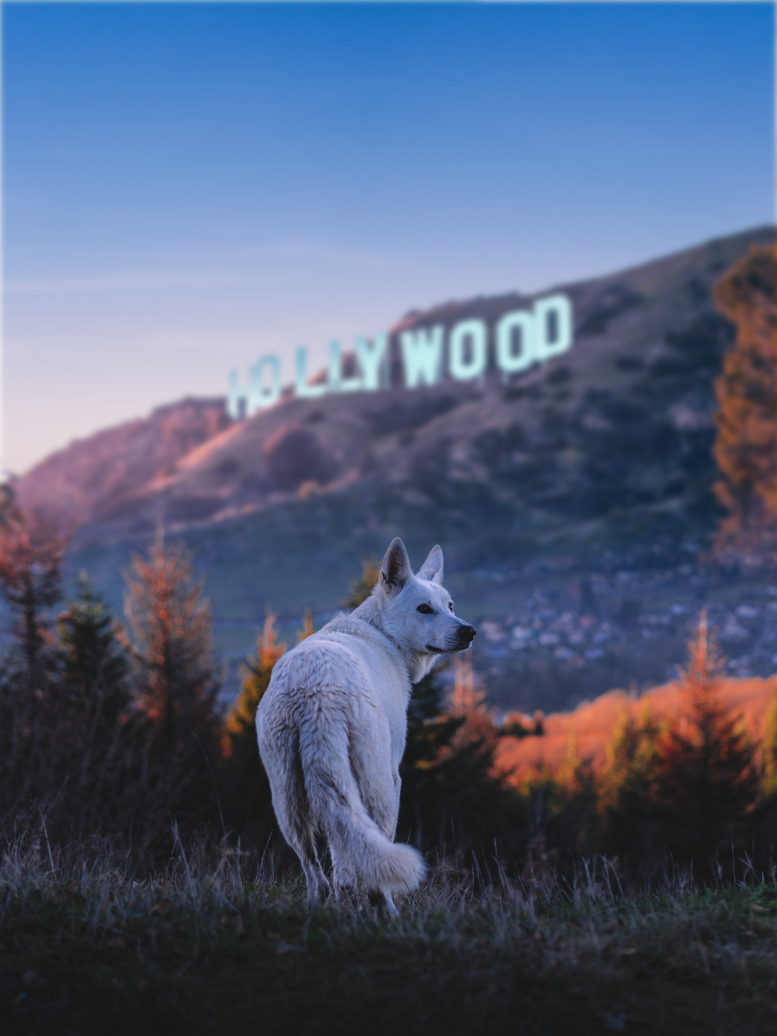 dog 006.jpg