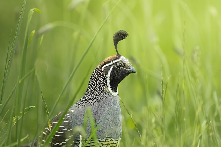 Californian Quail 
A dreamy Portrait of Quail refined in post processing.

📷A1 + 200-600mm
📍Longbay Regional Park
Edited in LrC + Ps 
.

.
.
.

#birdphotography #birdlovers #birdfreaks #birds_captures #birds_adored #birdsofnewzealand #californianqu