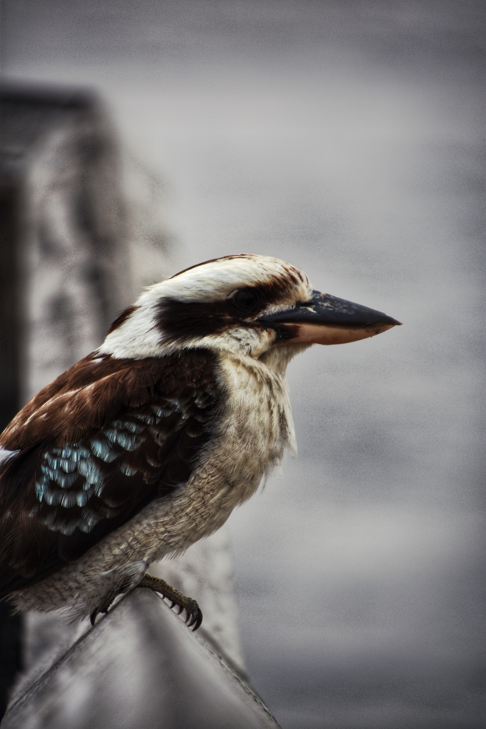kookaburra