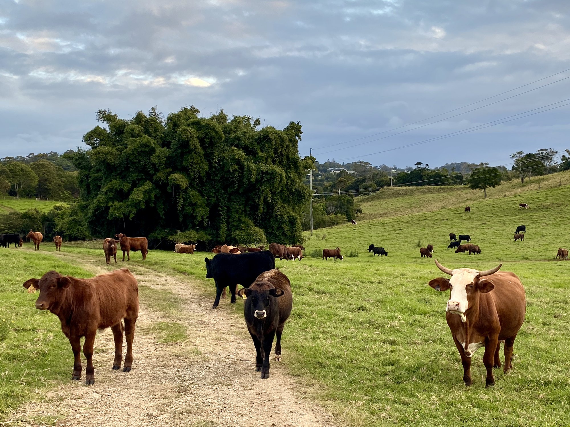 Cows at farm near Byron Bay