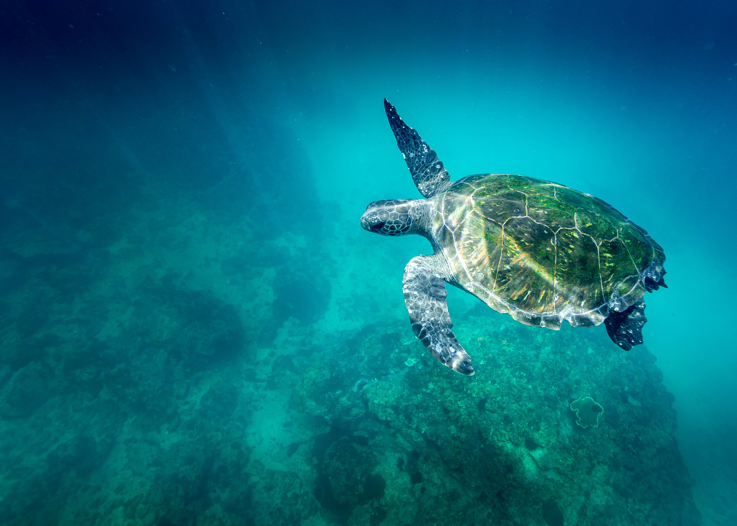 Sea Turtle