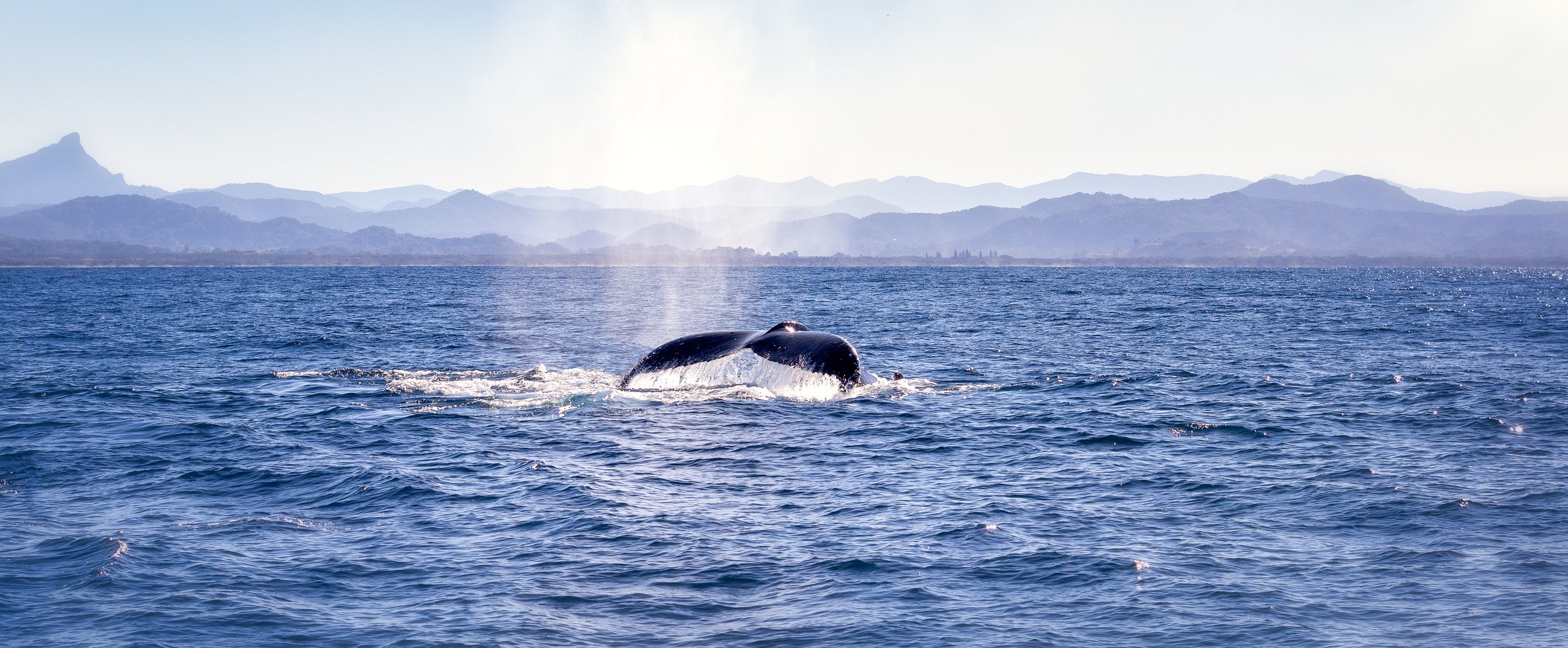Whale tail flicking out of the ocean in Byron Bay with Wollumbin or Mt Warning and hinterland in background