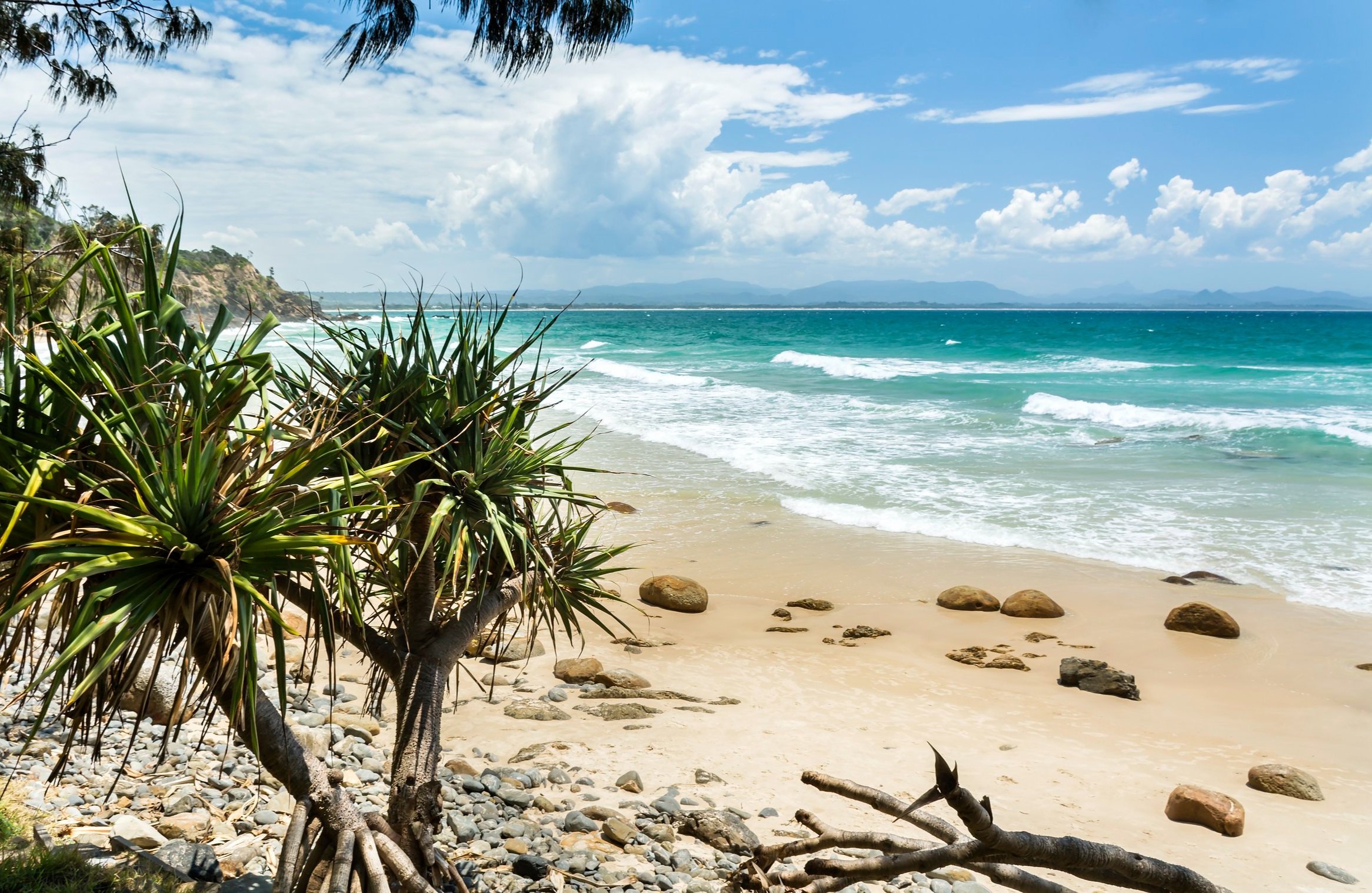 Pandanus Palm, Wategos Beach, Byron Bay