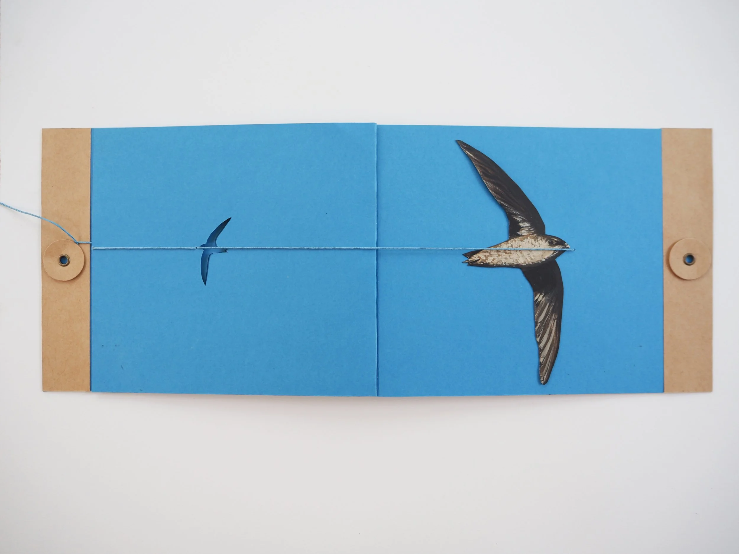 2853x2140_Maria-Kozanecka_Portfolio_Chimney-Swift-Kite-5.jpg