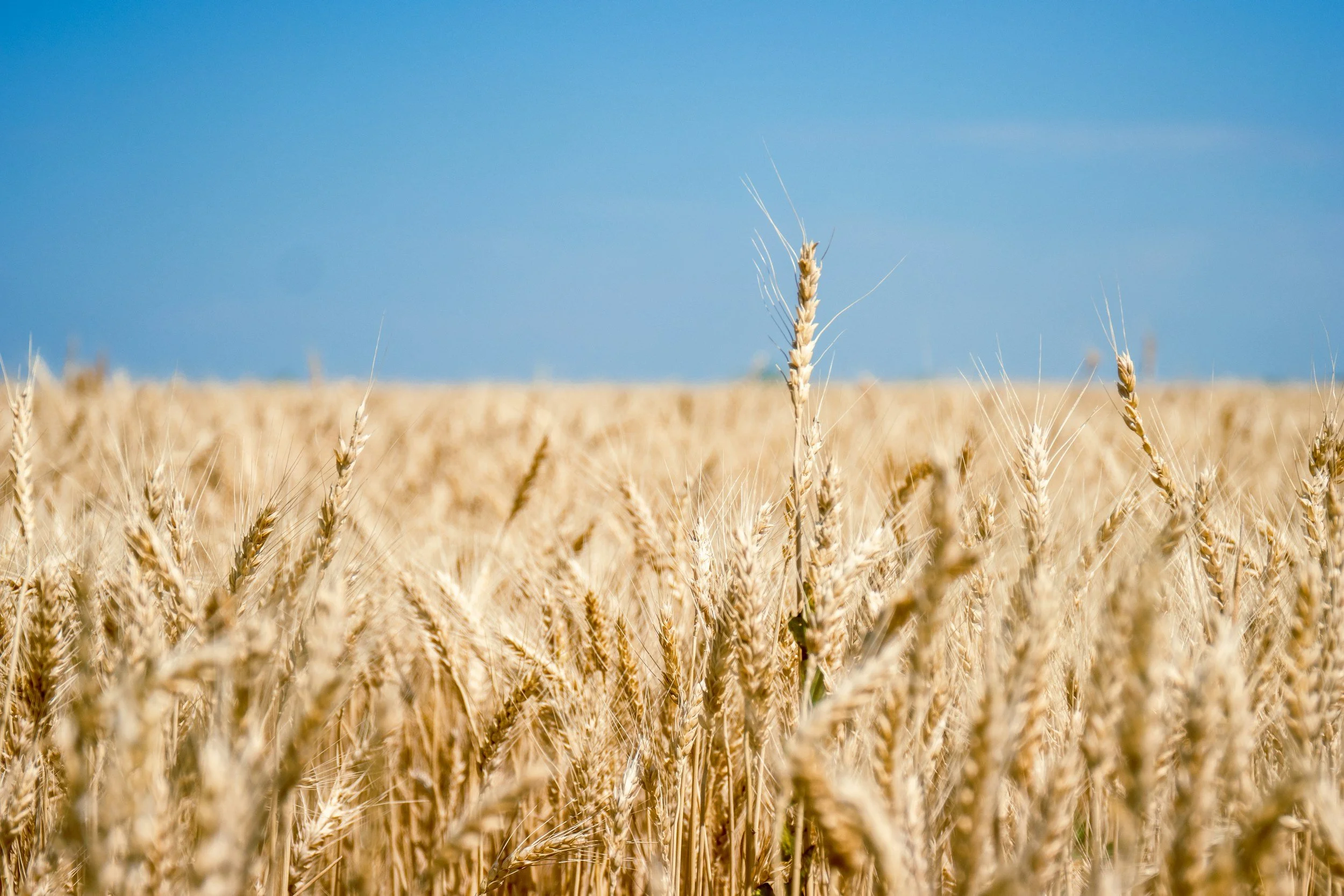 A close-up view of a wheat field with a clear blue sky in the background.