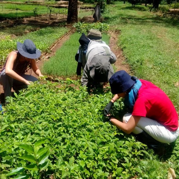 GAFV Kenya volunteer in farming