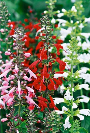 SALVIA MIX