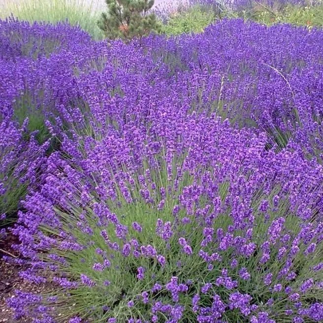 LAVENDER MUSTEAD