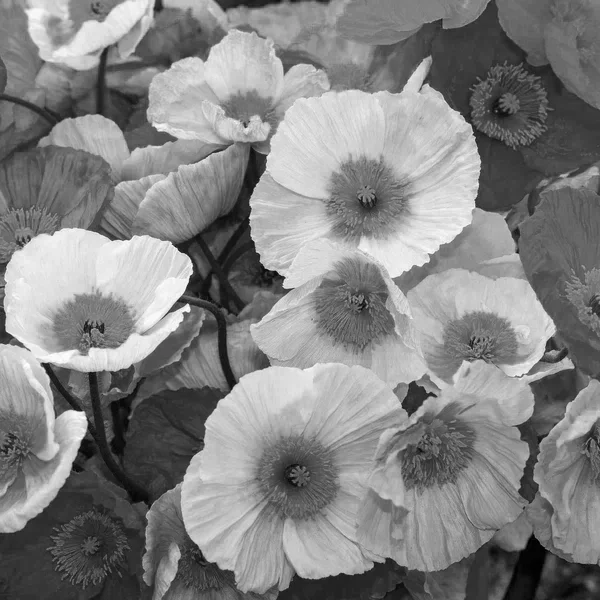 POPPY CHAMPAGNE BUBBLES MIX (sold out)