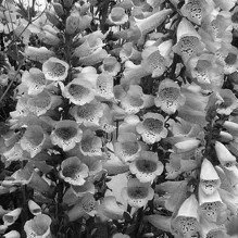 DIGITALIS CAMELOT LAVENDER (sold out)