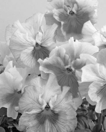 PANSY FLAMENCO SOFT LIGHT LIMONETTE AZURE