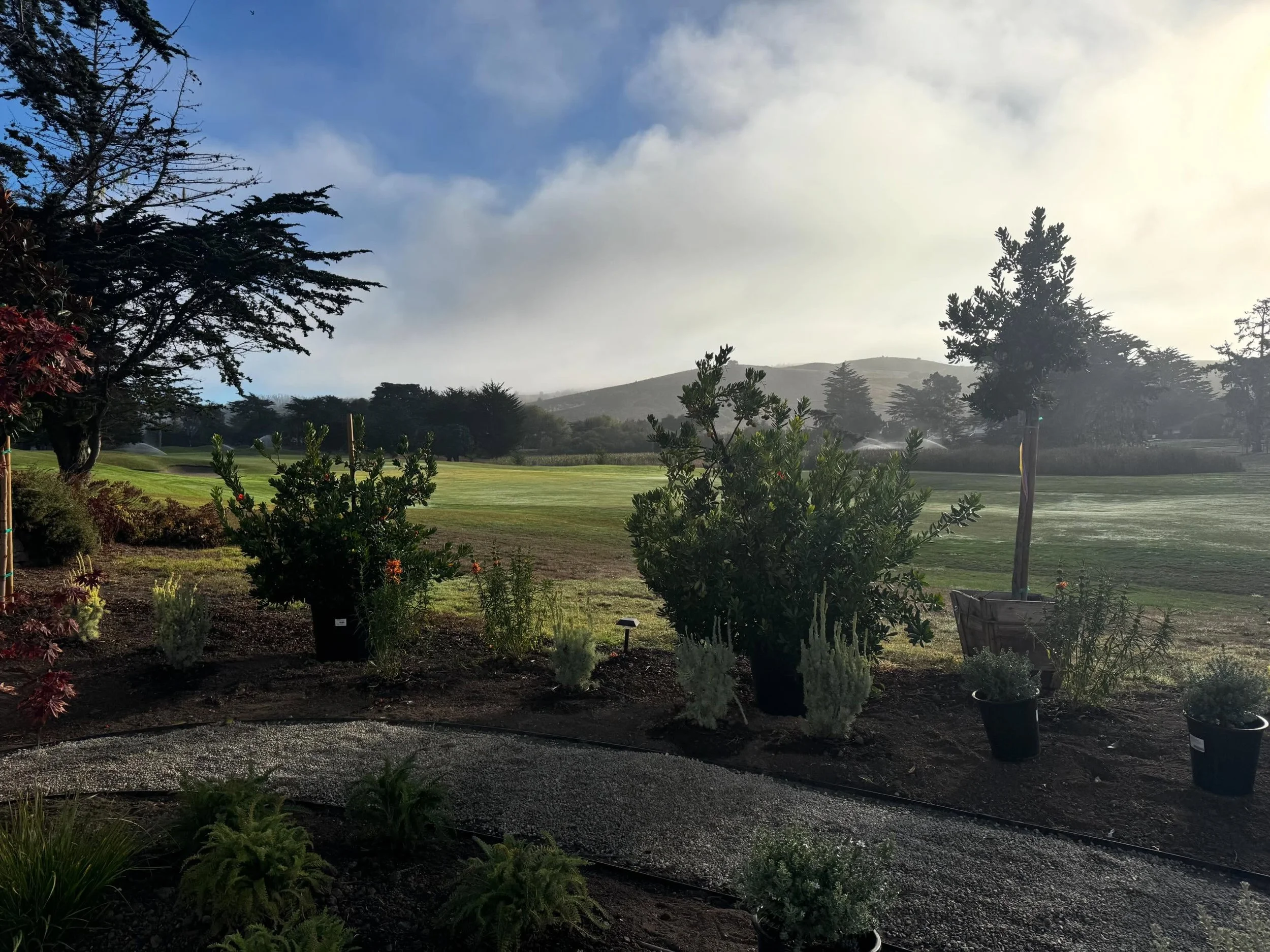 Early morning site visits. @lfcdesignco 

When the project really starts to look how you imagined it.

Eucalyptus shoots from Stage Road. Wild fennel from Pescadero Creek Road. Pampas grass Highway 1.

The resulting bouquet.

Thomas Fogarty Winery wi