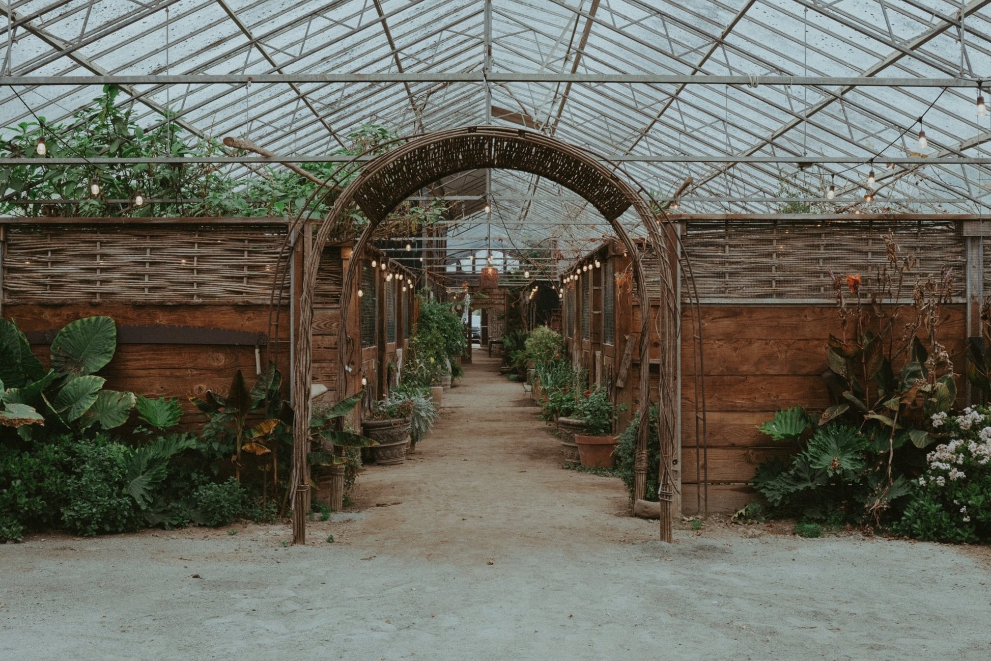 Inside a greenhouse with a glass roof, wooden walls, and a dirt pathway, decorated with string lights. Various plants are arranged along the sides of the pathway.