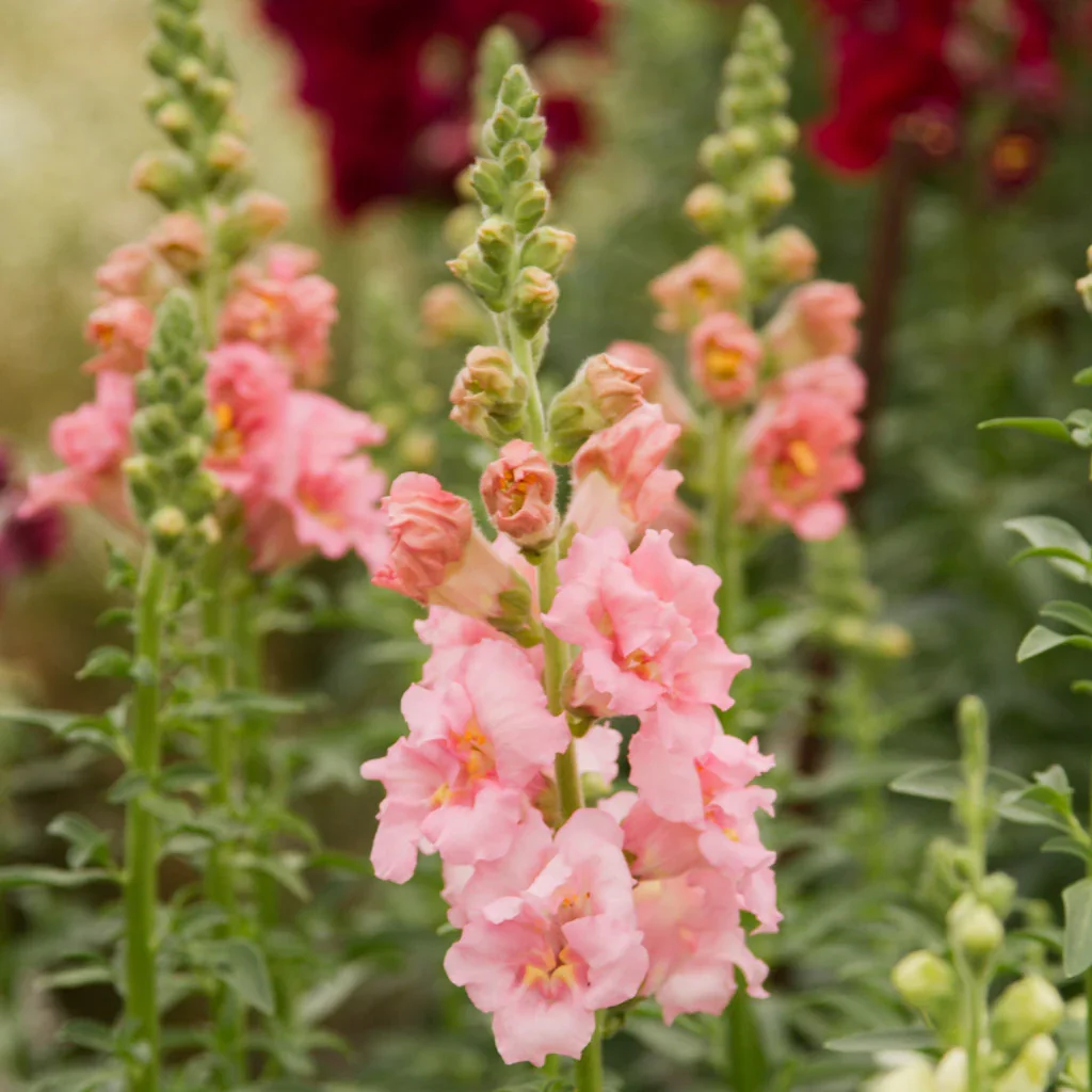 SNAPDRAGON BUTTERFLY PINK