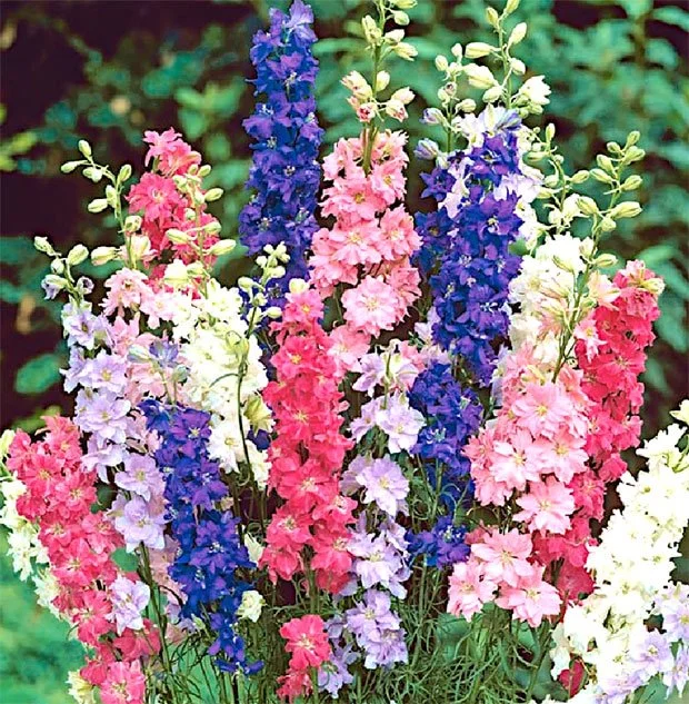 LARKSPUR MIX