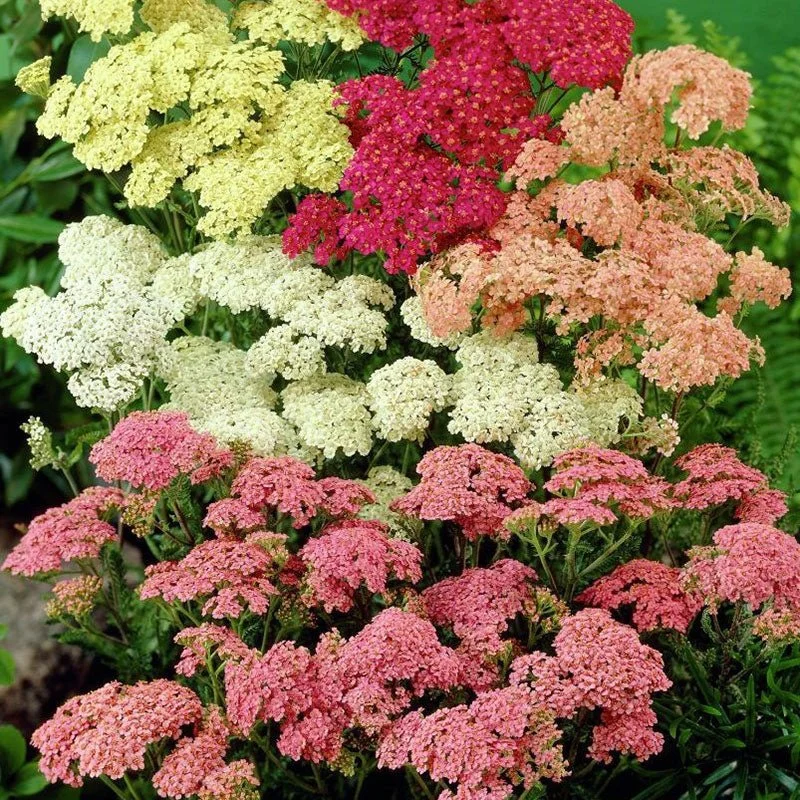 YARROW MIX