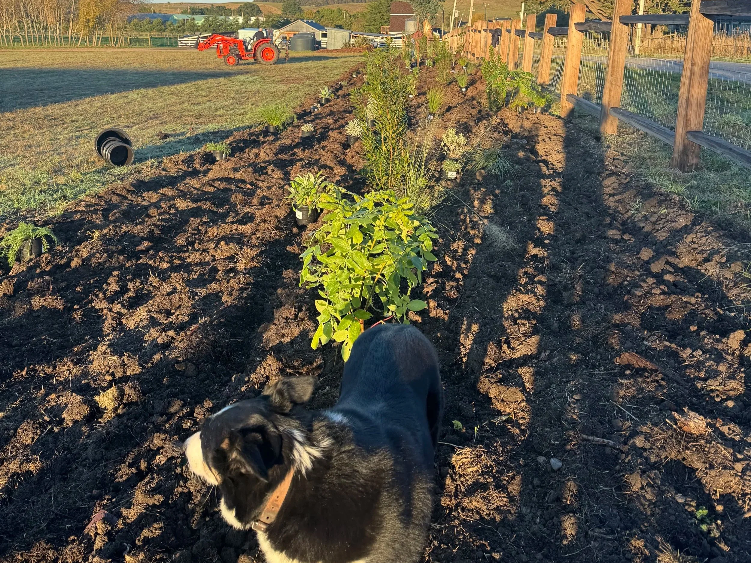 A black and white puppy with floppy ears is standing on freshly turned soil in a garden bed. The background shows a fence and some gardening tools and plant pots, indicating a backyard setting at sunset.