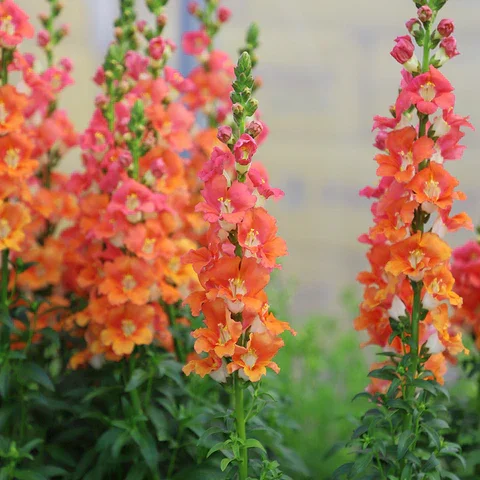 SNAPDRAGON BRONZE CHANTILLY