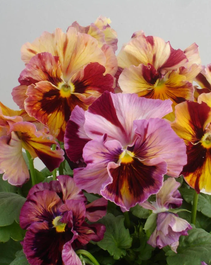 FLAMENCO THE COLOR ROSE