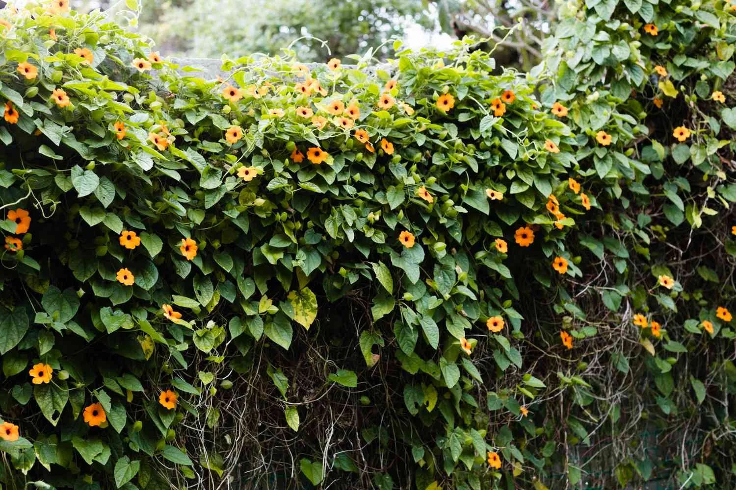 CLIMBING BLACK EYED SUSAN