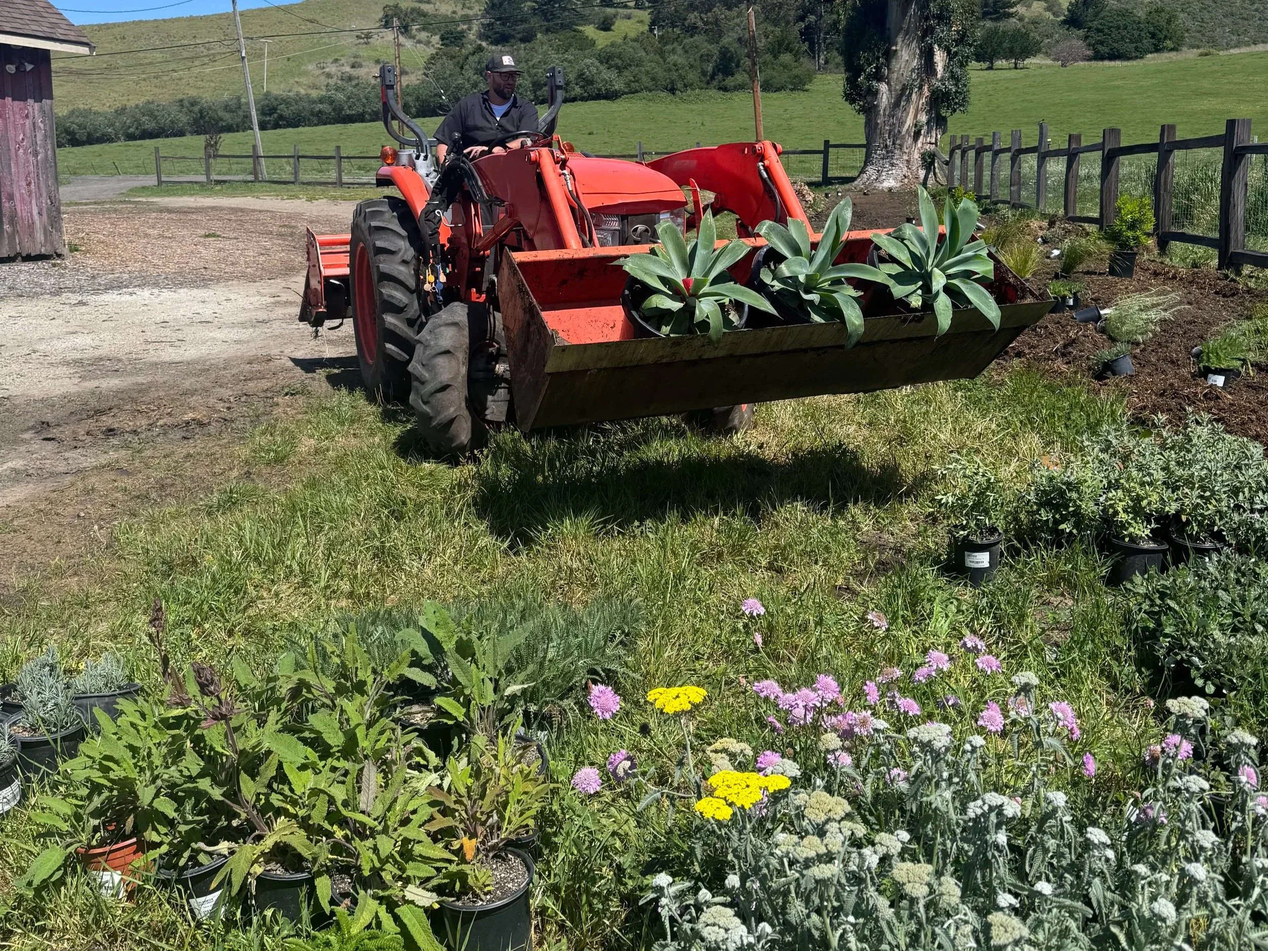 A man driving a red tractor with a grass and flower garden in the foreground and a rural landscape in the background.