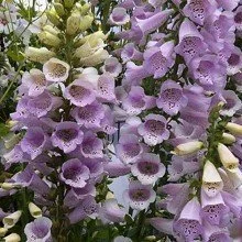 DIGITALIS CAMELOT LAVENDER