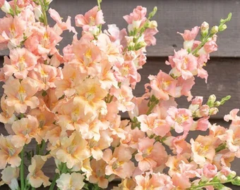 SNAPDRAGON SALMON CHANTILLY