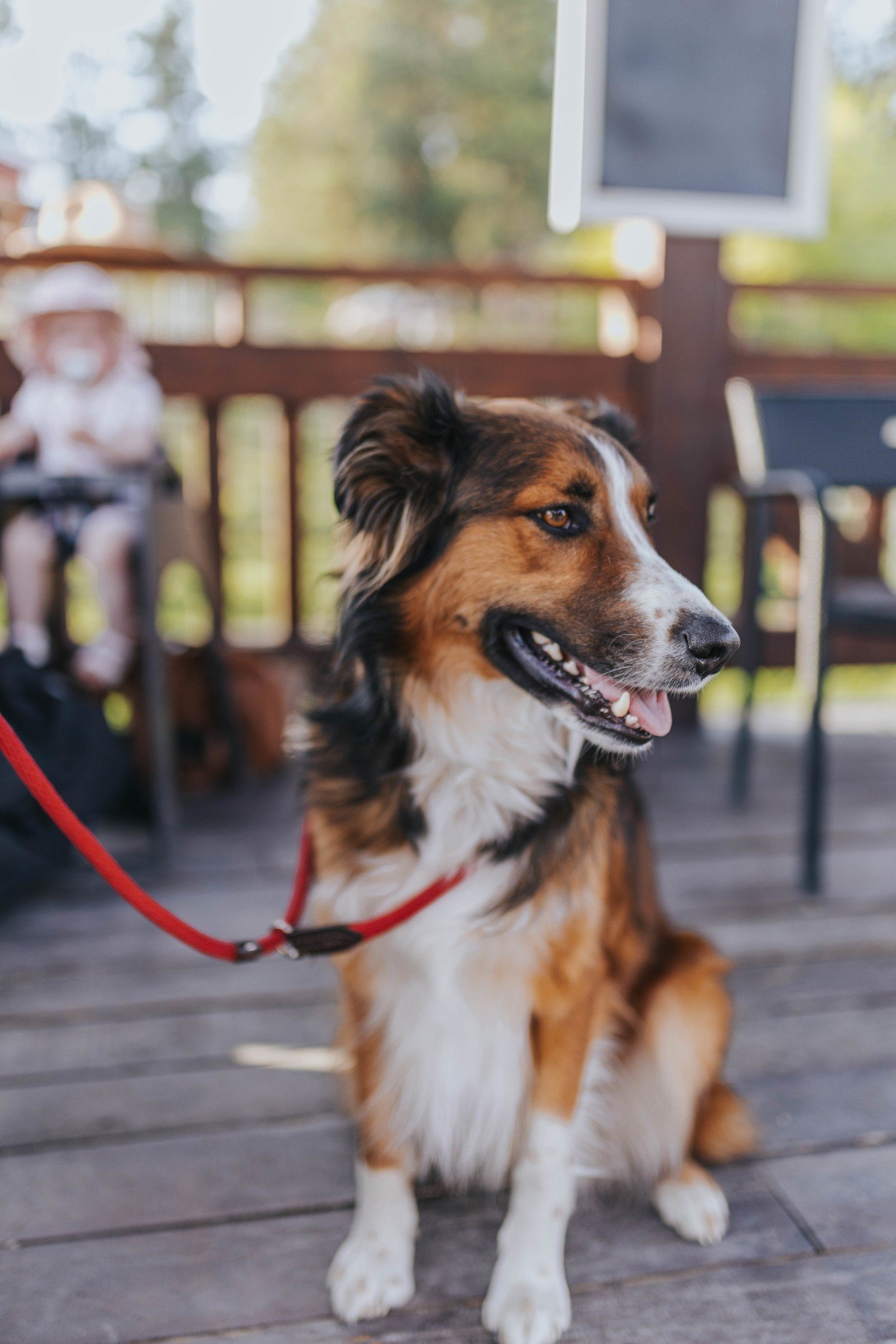 “Every snack you make, every meal you bake, every bite you take…I’ll be watching you.” - Unknown๐ถ
Did you know our patio here at @BlindTigerVineyards is dog-friendly?
Yup, your pup can sip (well, slurp) alongside you with