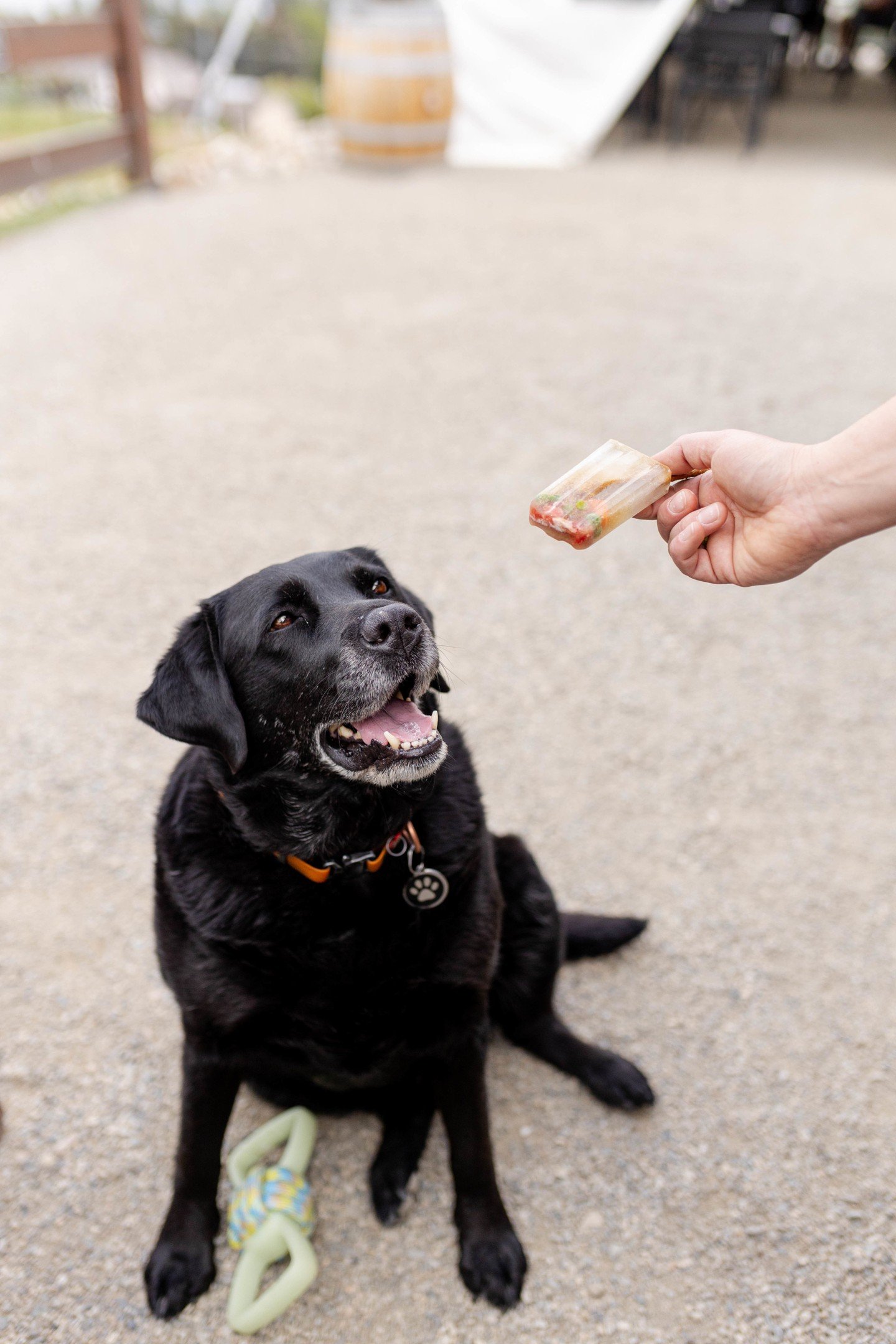 Is your dog a foodie too? ๐ถ
Did you know that Blind Tiger Vineyards is not only dog-friendly but also has a paw-esome dog menu featuring Pawcuterie and Pupsicles?
Arya, our resident pupper, can confirm these treats are a hit! ๐๐
Now, your dog