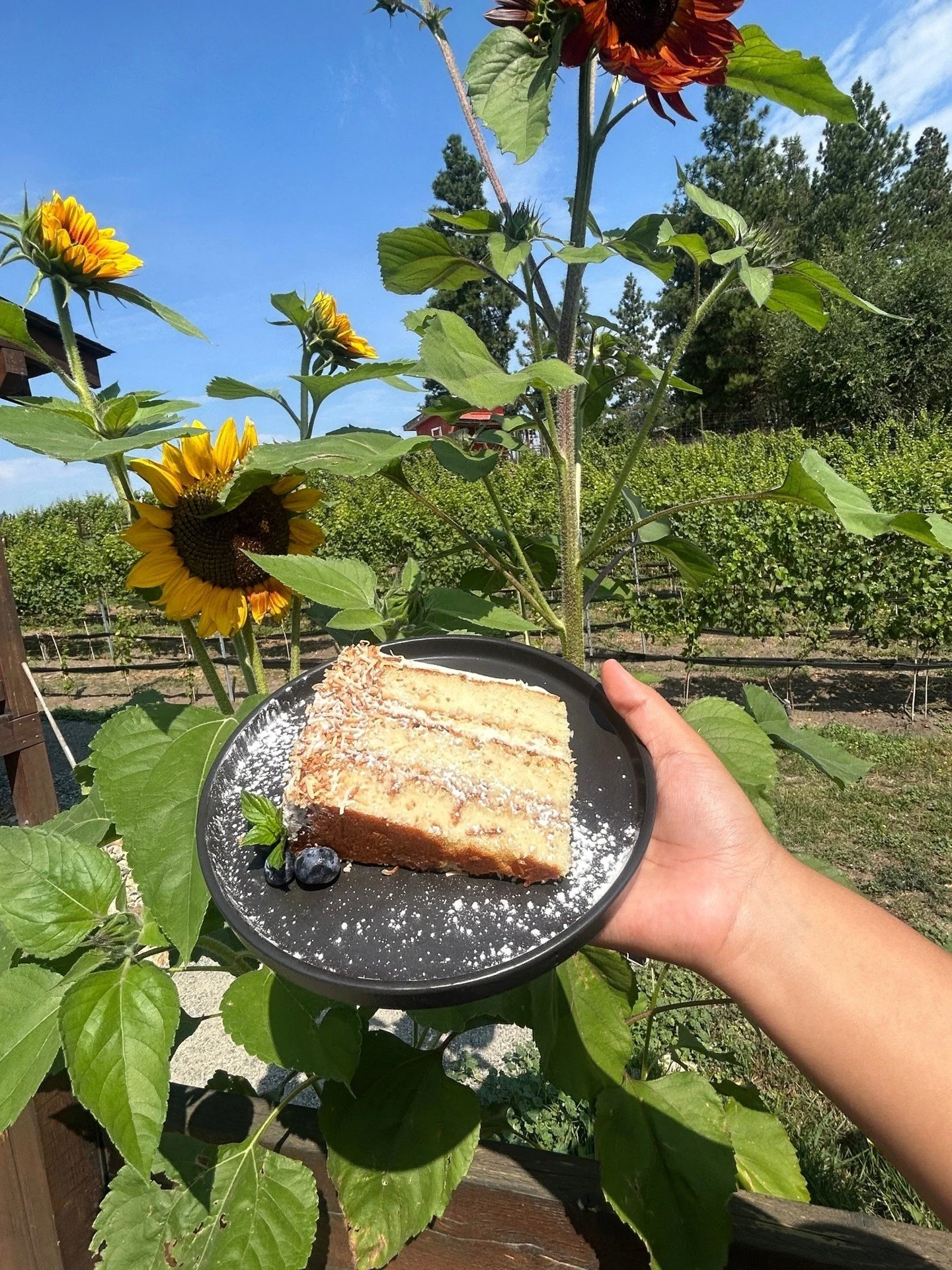 π₯₯ New dessert drop! π°
Say hello to our Coconut Cakeπ€€
Layers of soft coconut cake with toasted coconut and dreamy vanilla icing in every bite.
It’s like a tropical vacation… but make it dessert. π₯₯
πAvailable at @MarnosPizza here