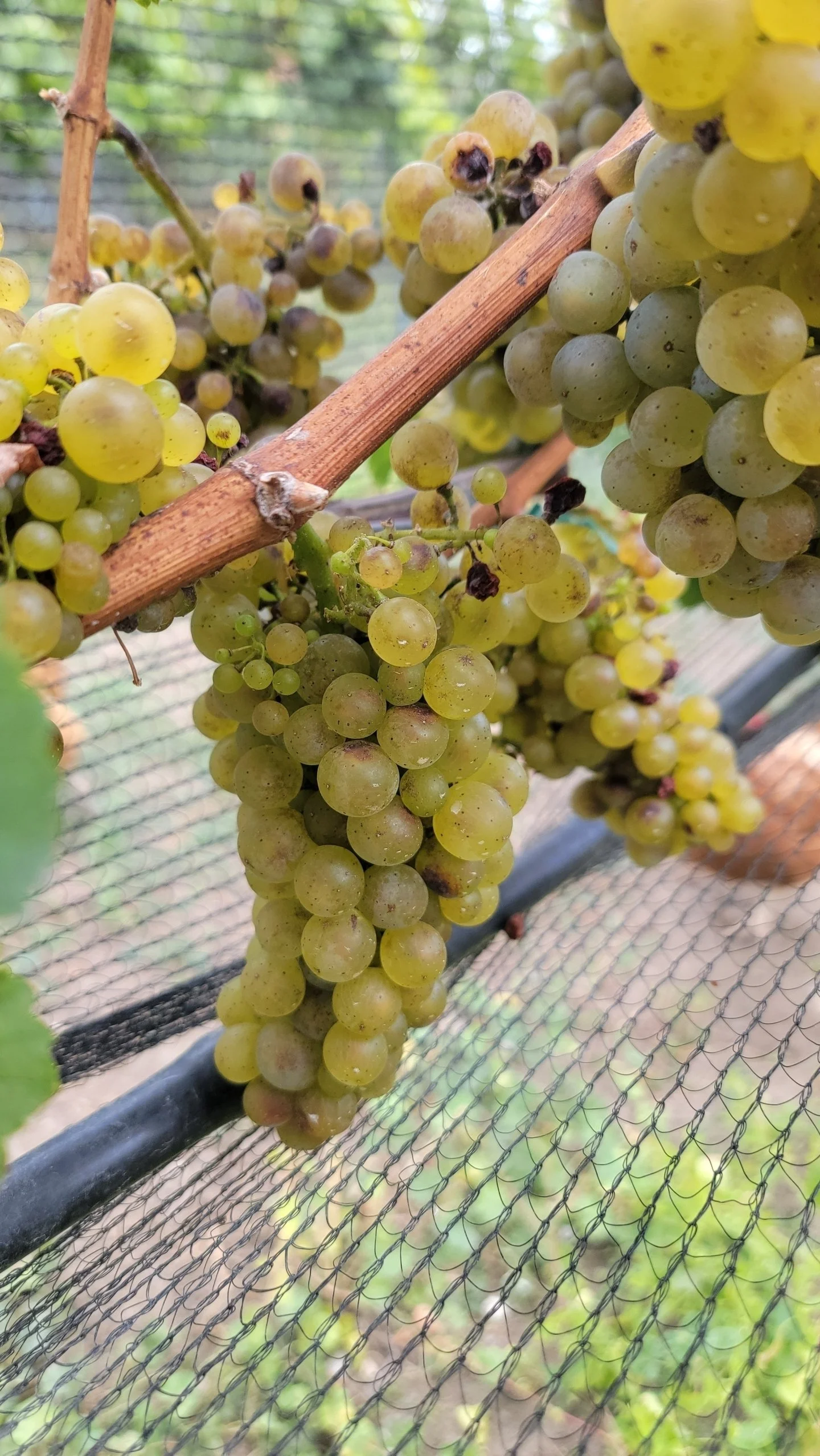 A warm September has our grapes smiling.
After a couple of challenging years for fruit in the Okanagan, it feels extra special to see this season coming to fruition. There’s so much promise hanging on the vines, and we can’t wait to shar