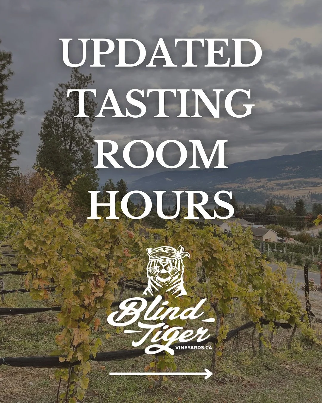 Updated tasting room hours!

Starting Monday November 10 we are going to offer tastings by appointment only! 

You can book by visiting our website, checking the link in our bio or emailing us at hello@blindtigervineyards.ca to request your tasting! 