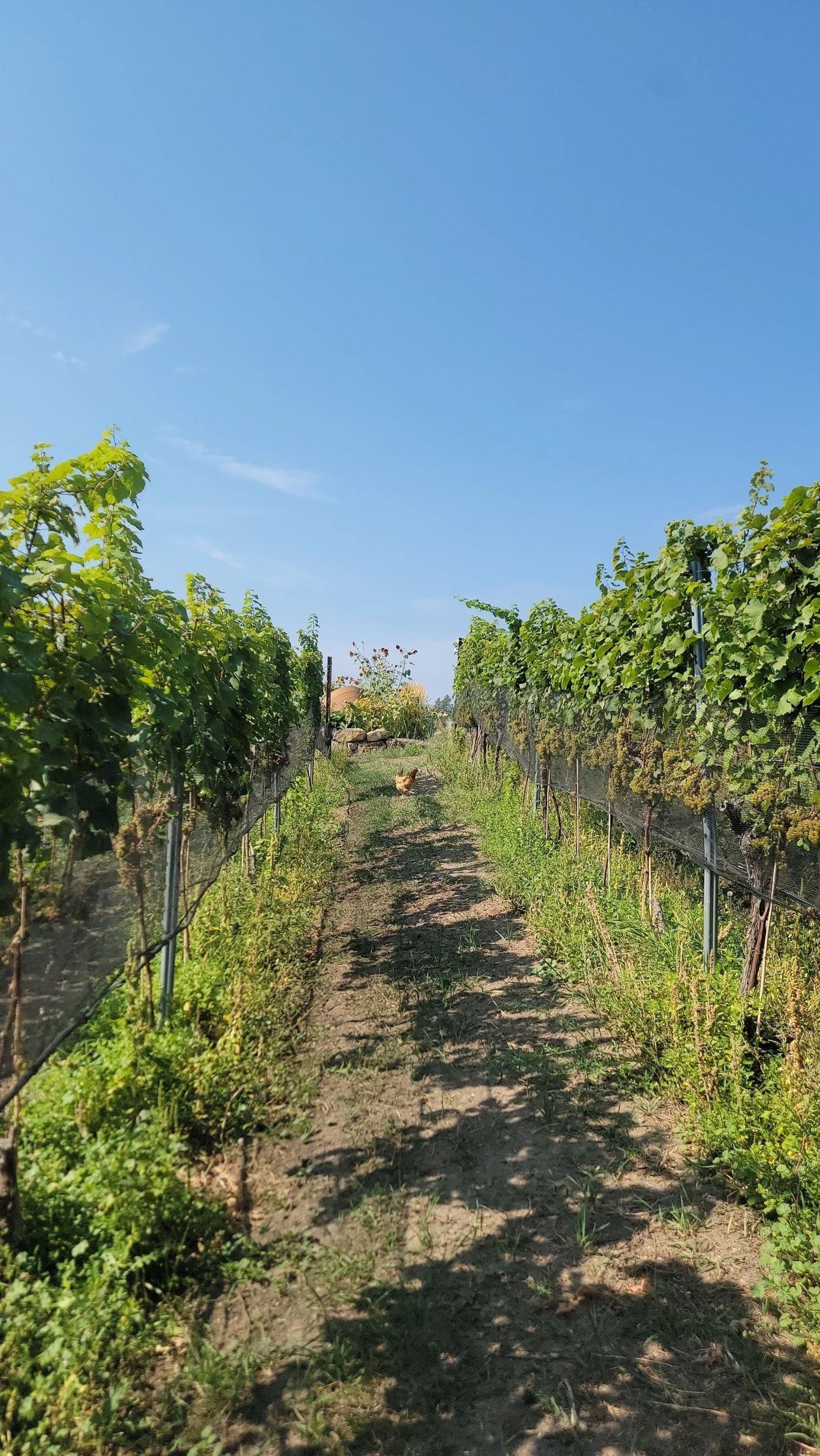 Happy Earth Day 🌏💗☀

We like things fresh, local, and grown with intention. 🌿

That applies to our vineyard, our kitchen menu, and how we care for this special little corner of Lake Country.

Being an organic winery means working closely with natu