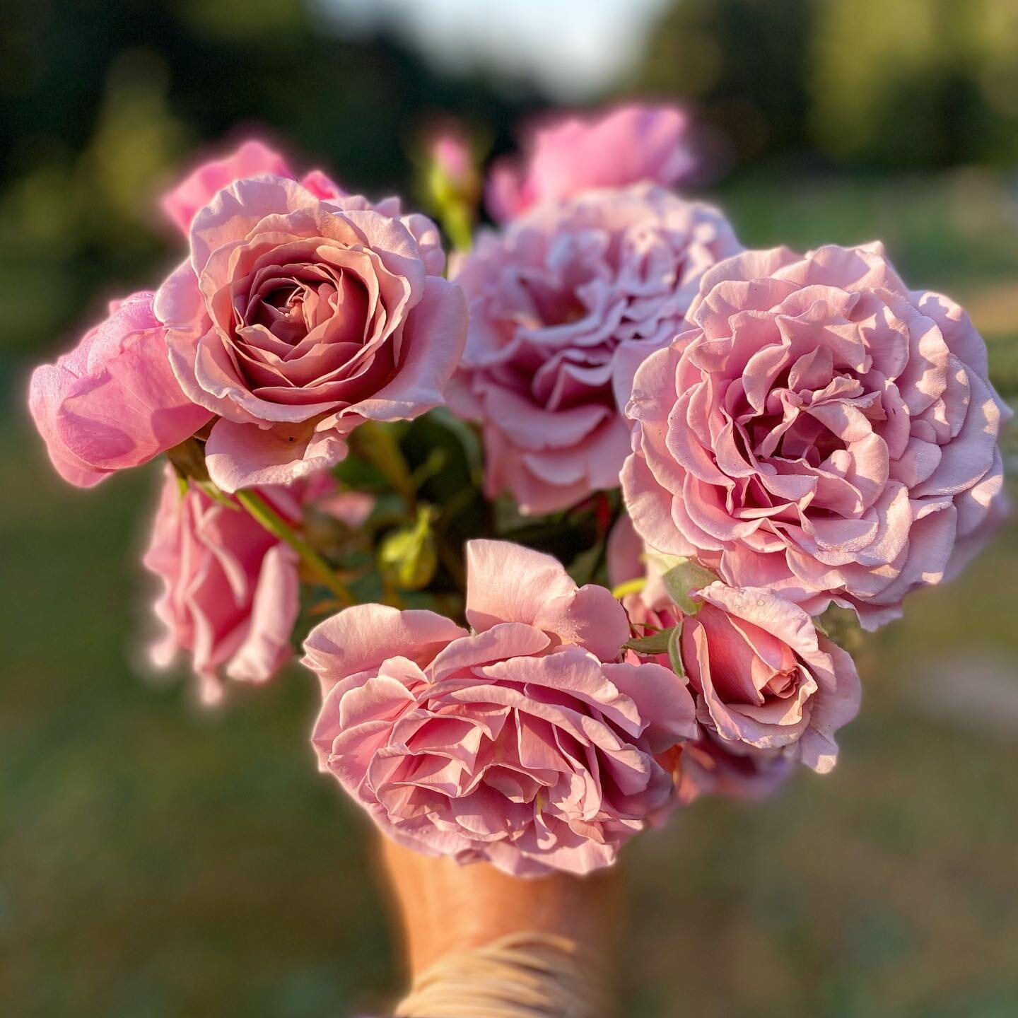 Koko loko rose!  Stunning. 

Even though roses bushes are too high maintenance for me &hellip;. I might just have to get a couple more for next year. #amazingcolor