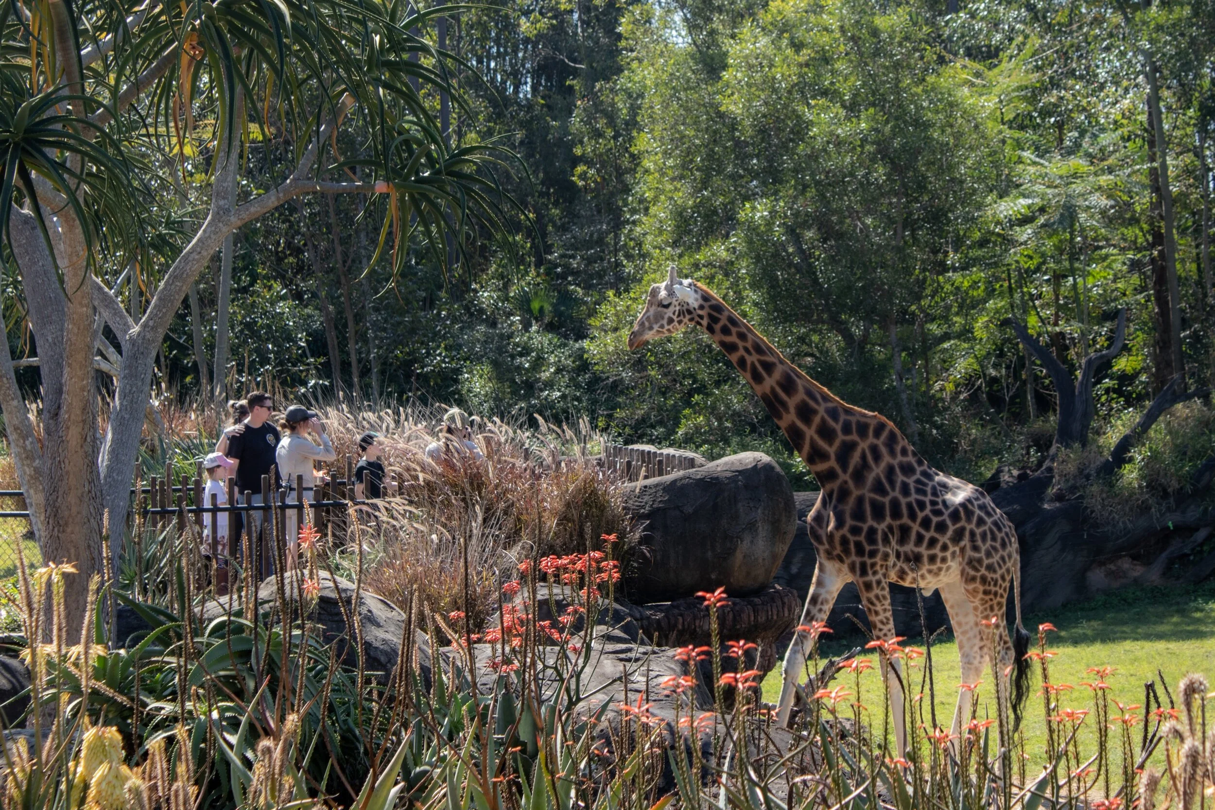 Australia Zoo Giraffe